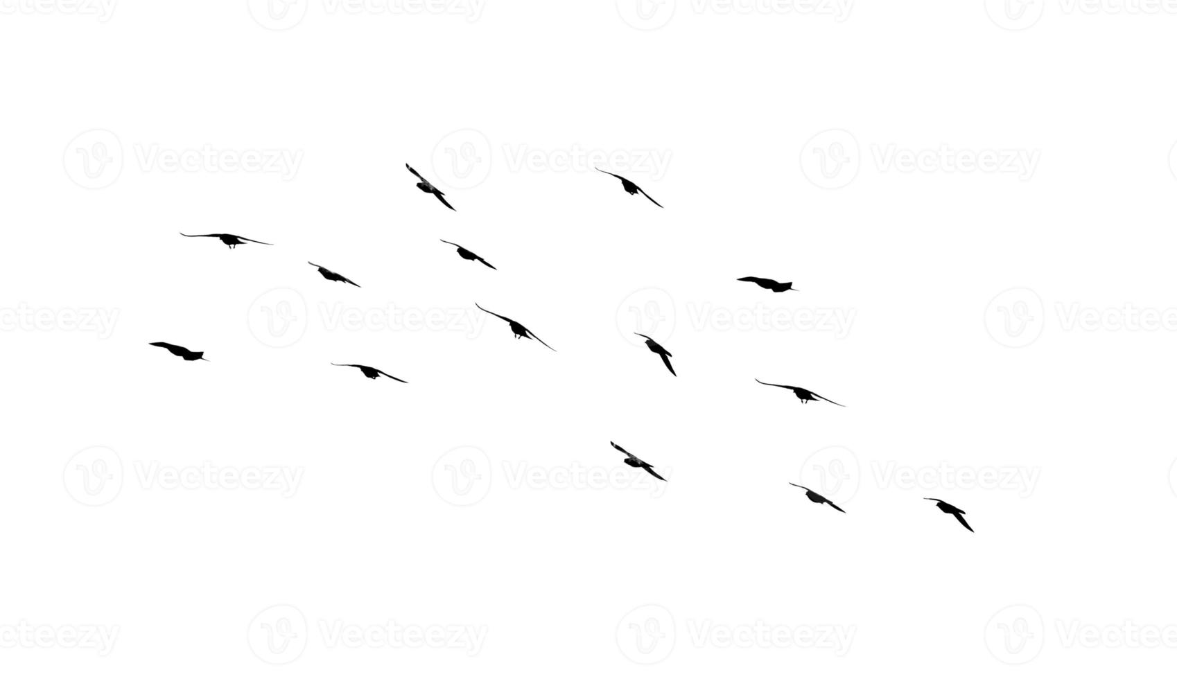 Flock of birds flying isolated on white background photo