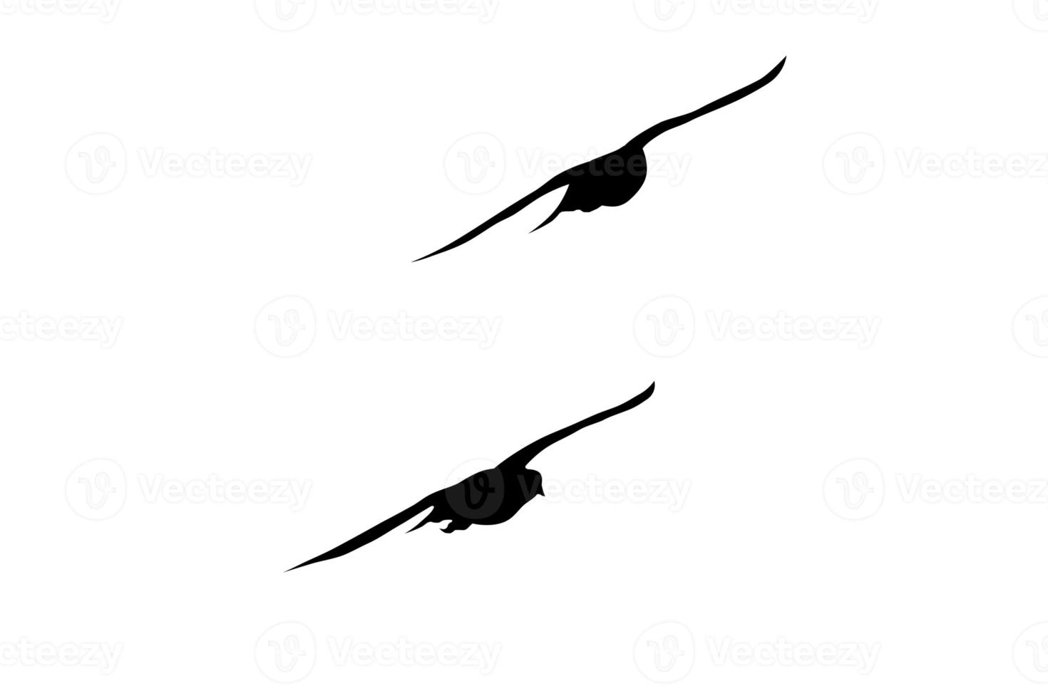 bird flying isolated on white background photo