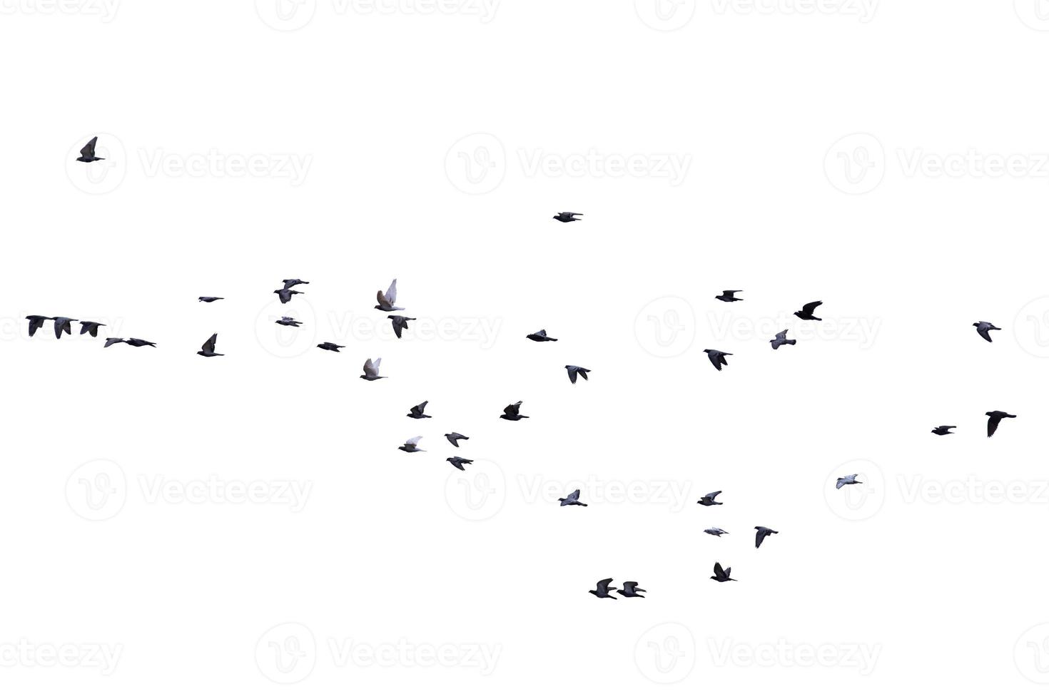 Flock of birds flying isolated on white background photo