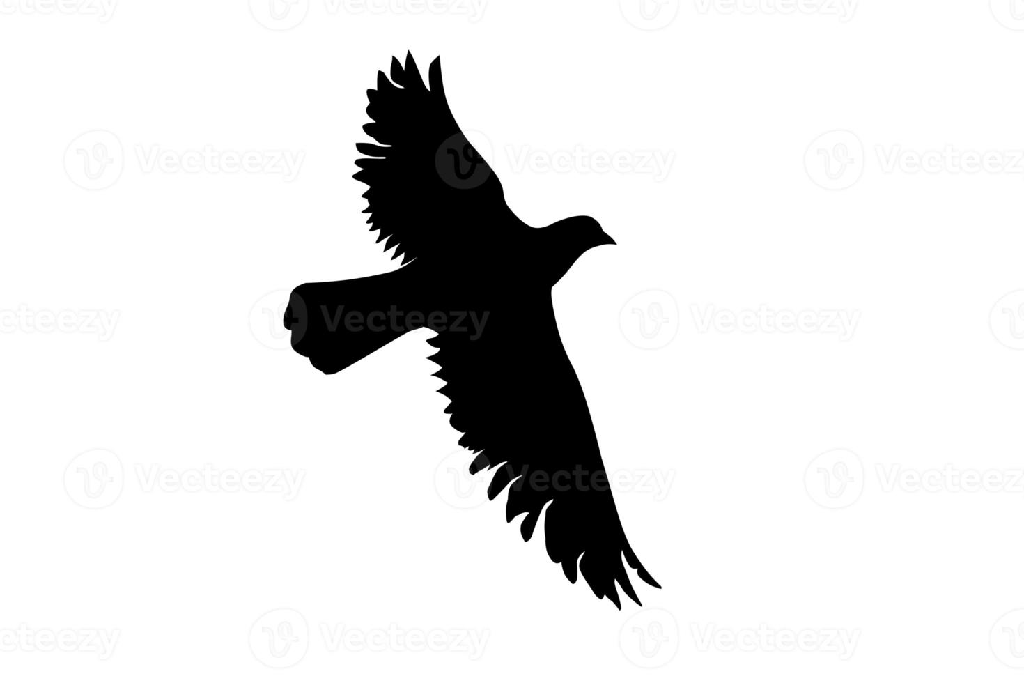 pájaro volando aislado sobre fondo blanco foto