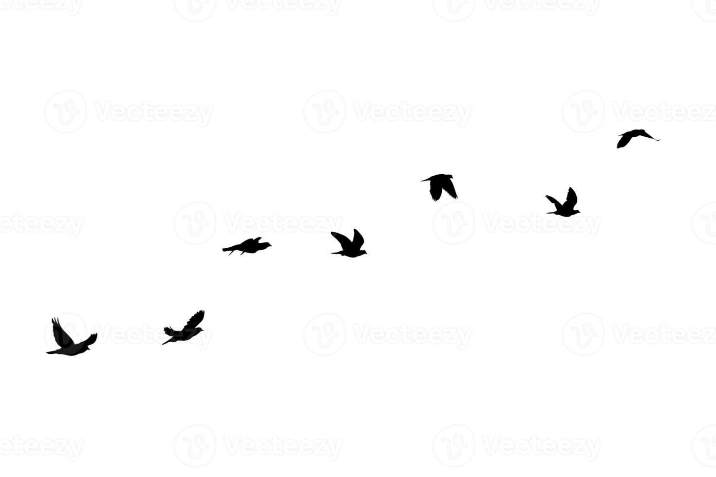 Flock of birds flying isolated on white background photo