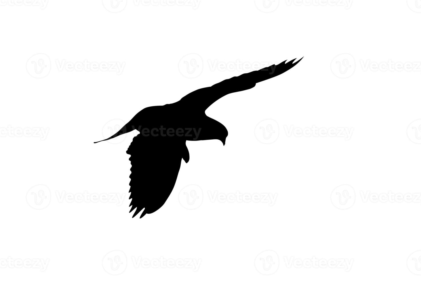 bird flying isolated on white background photo