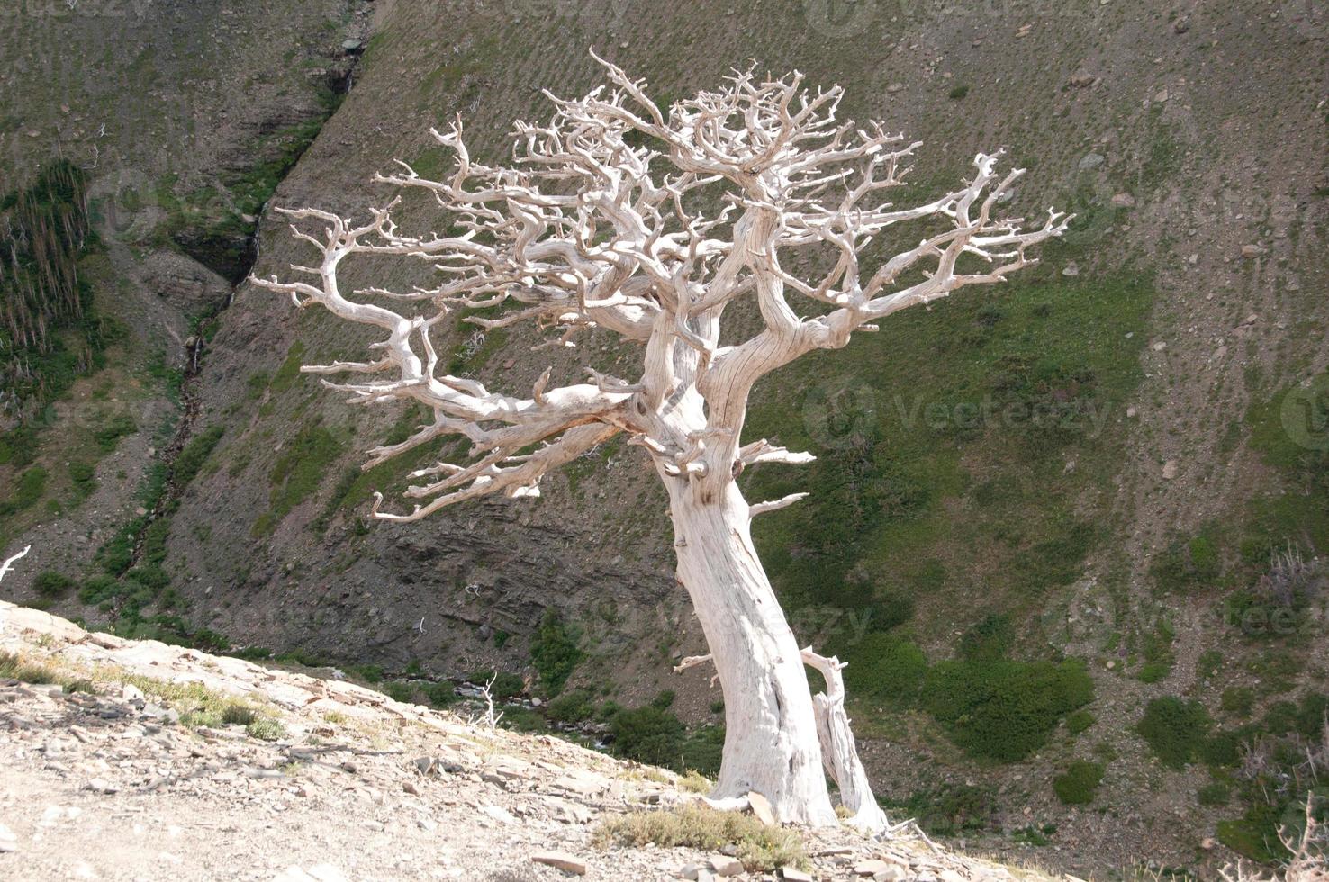 Stark tree on a mountain slope photo