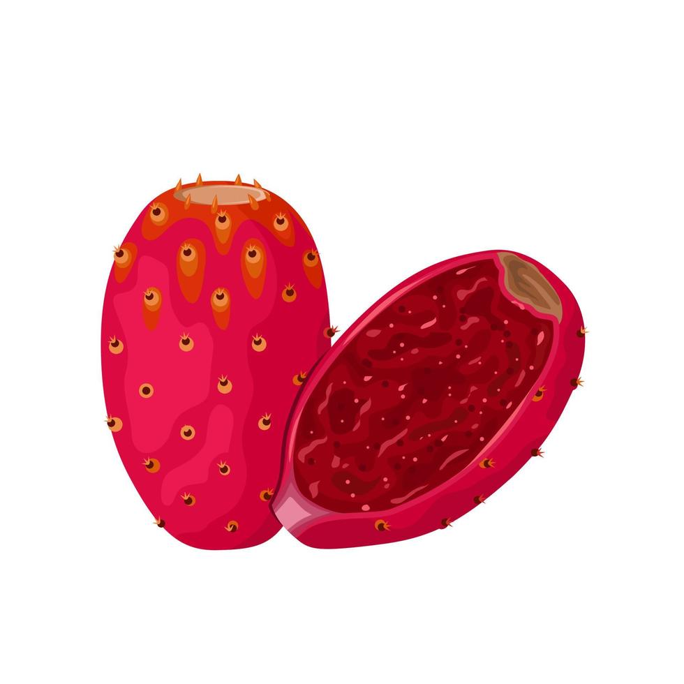 ilustración vectorial, cactus o fruta de opuntia, también llamada pera espinosa, aislada en fondo blanco. vector