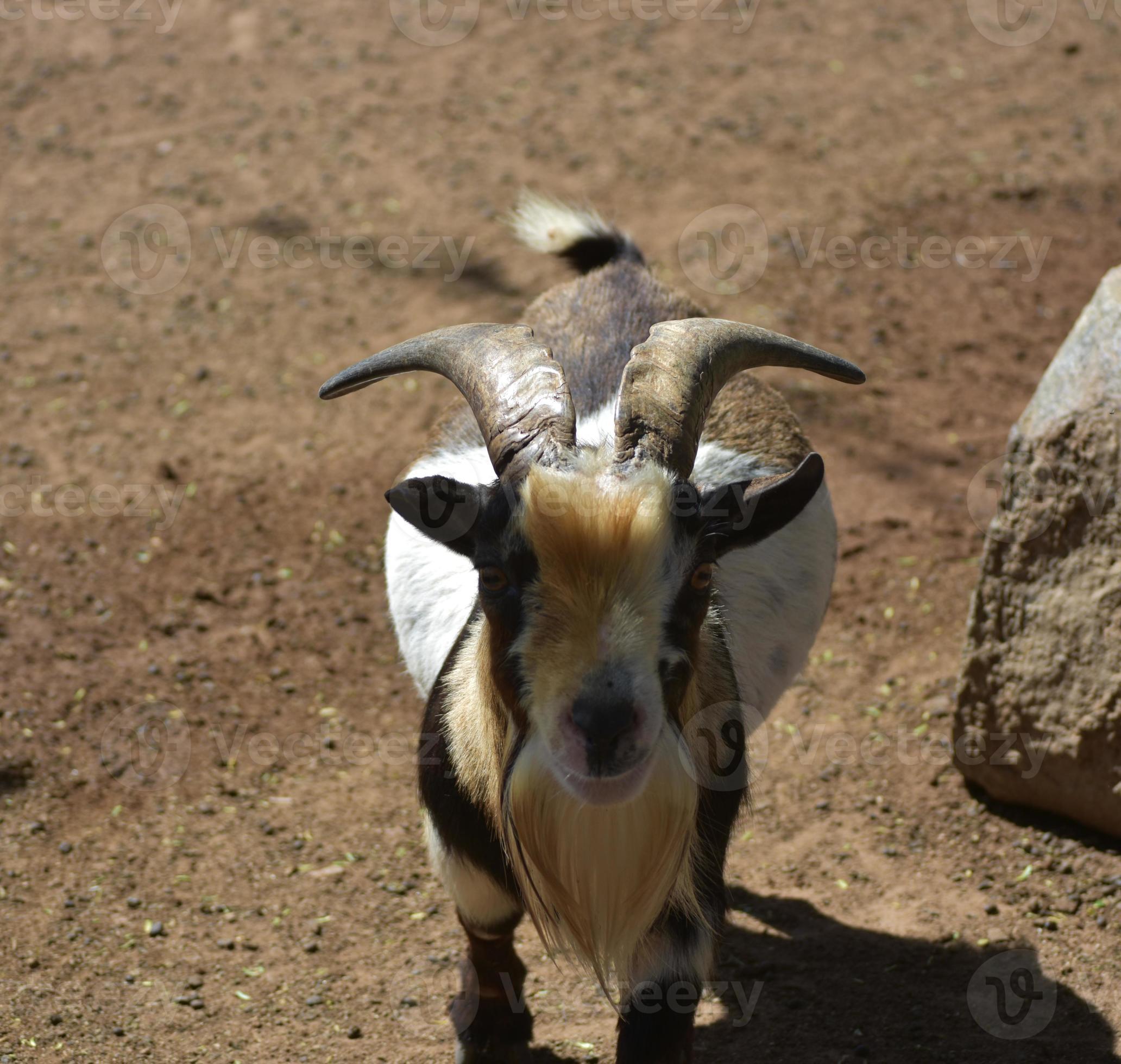Curled Horns on a Billy Goat on a Farm 12972616 Stock Photo at Vecteezy