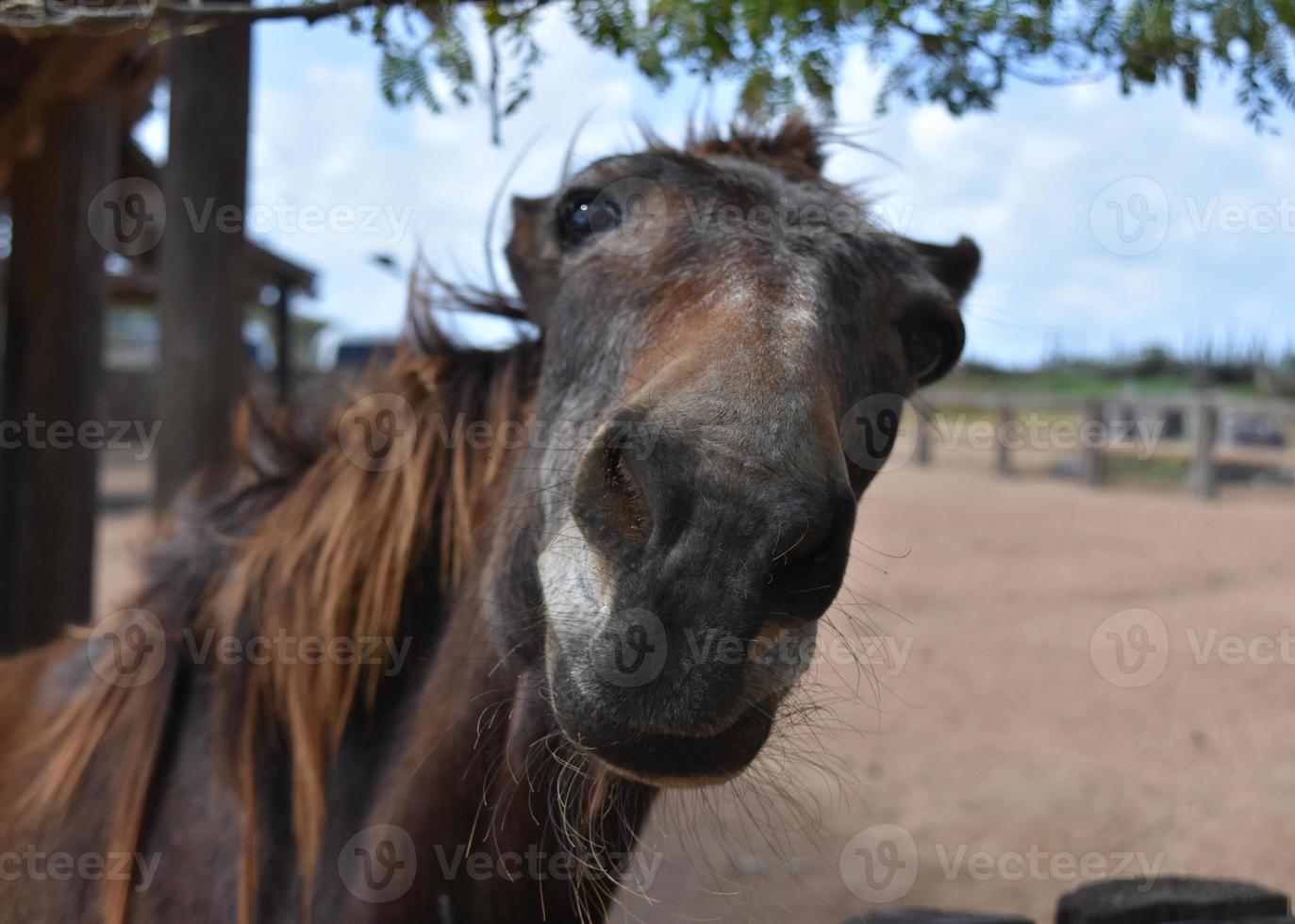 Very Funny Expressions and Faces on an Old Horse photo
