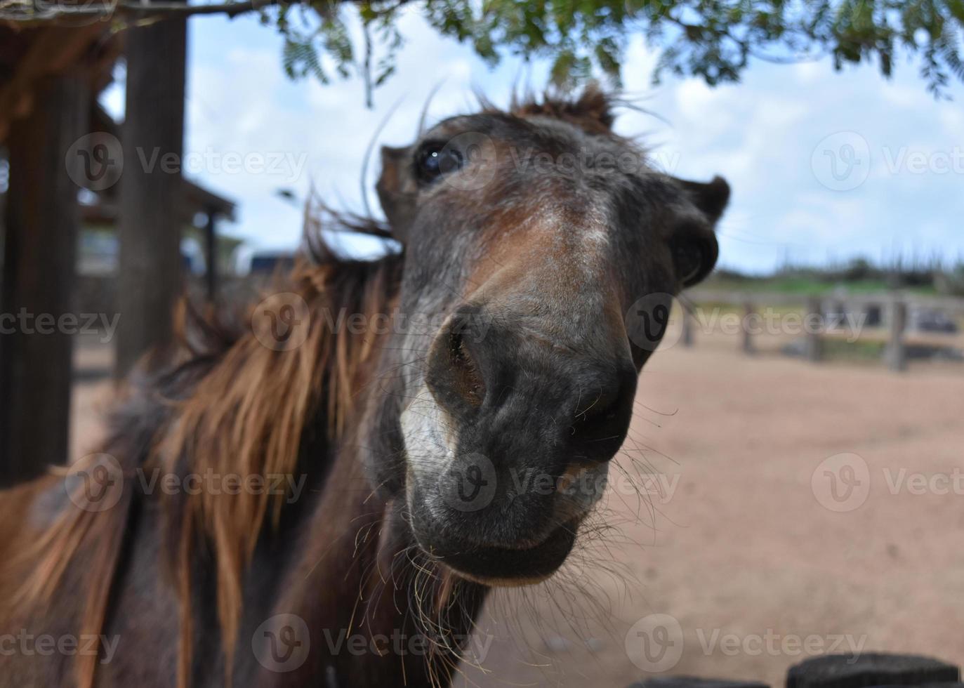 expresiones y caras muy divertidas en un caballo viejo foto