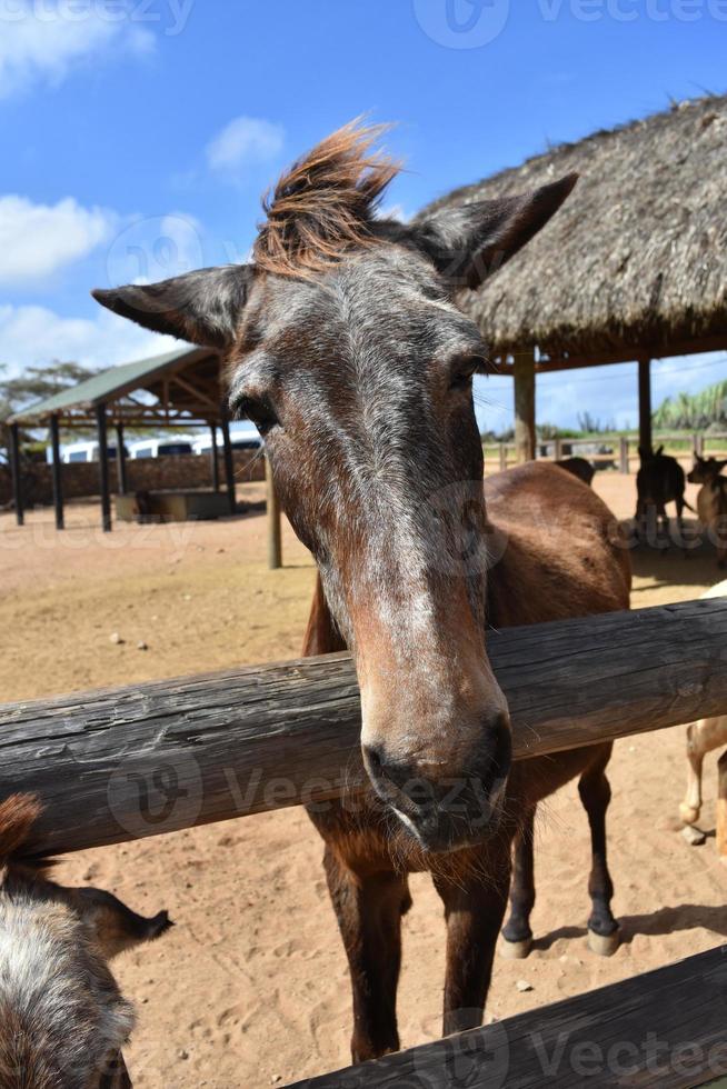 Horse at Fence Rail with His Ears Pulled Back photo