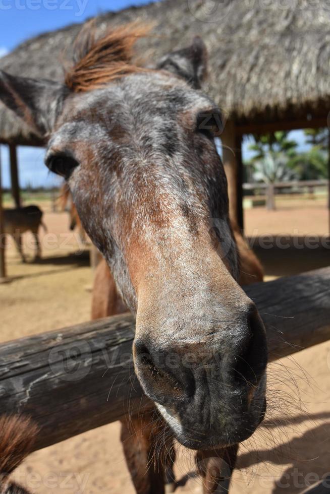 Very Cute Face of an Old Brown Horse photo