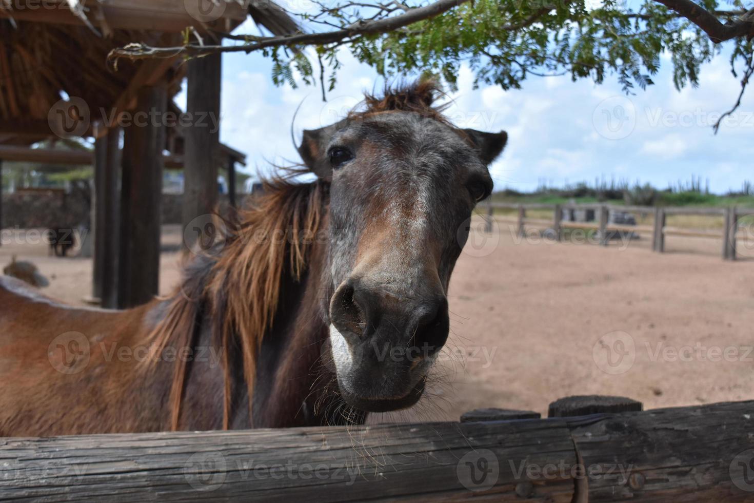 Very Expressive Old Brown Horse in a Dirt Paddock photo