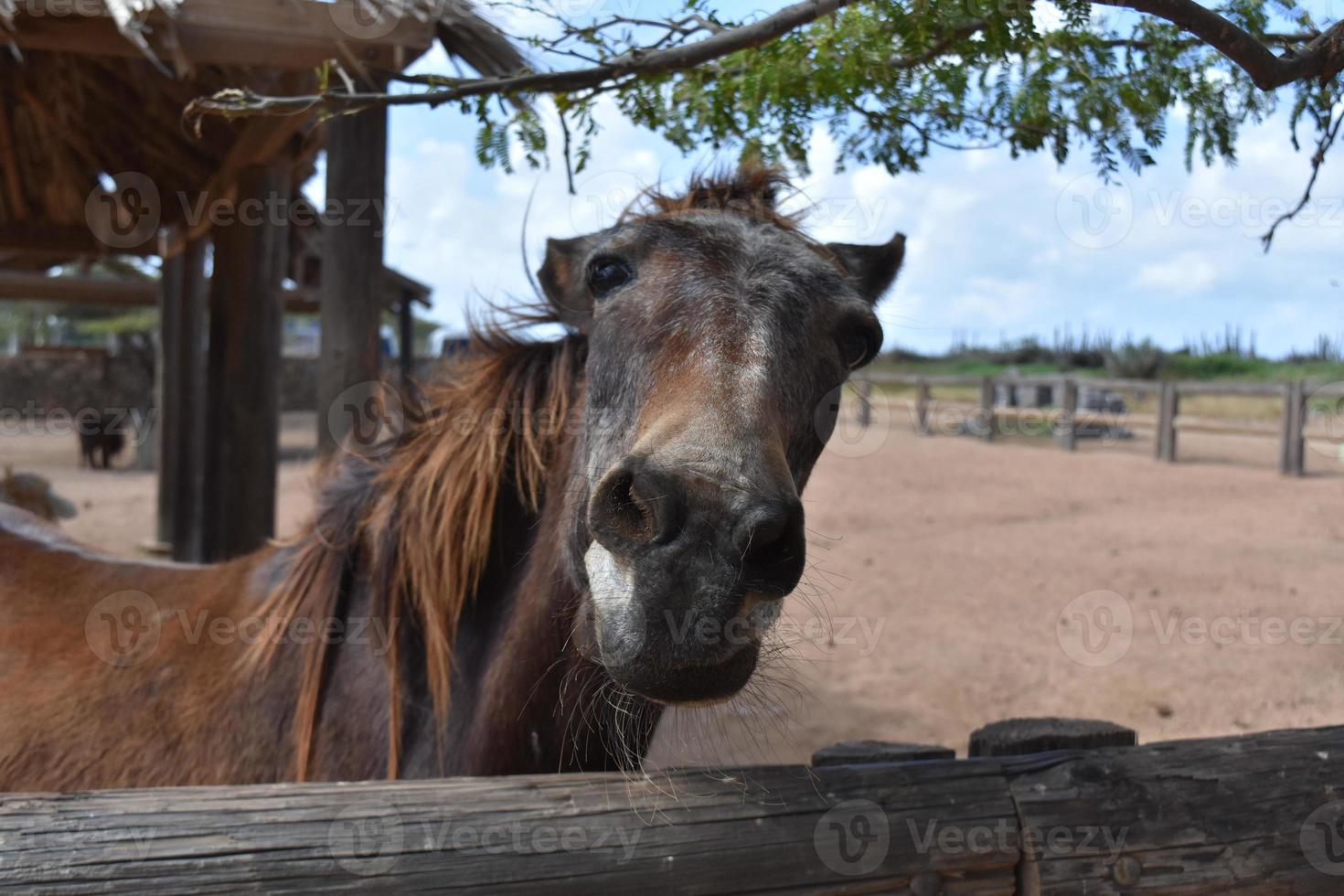 viejo caballo haciendo caras tontas en un paddock de tierra foto