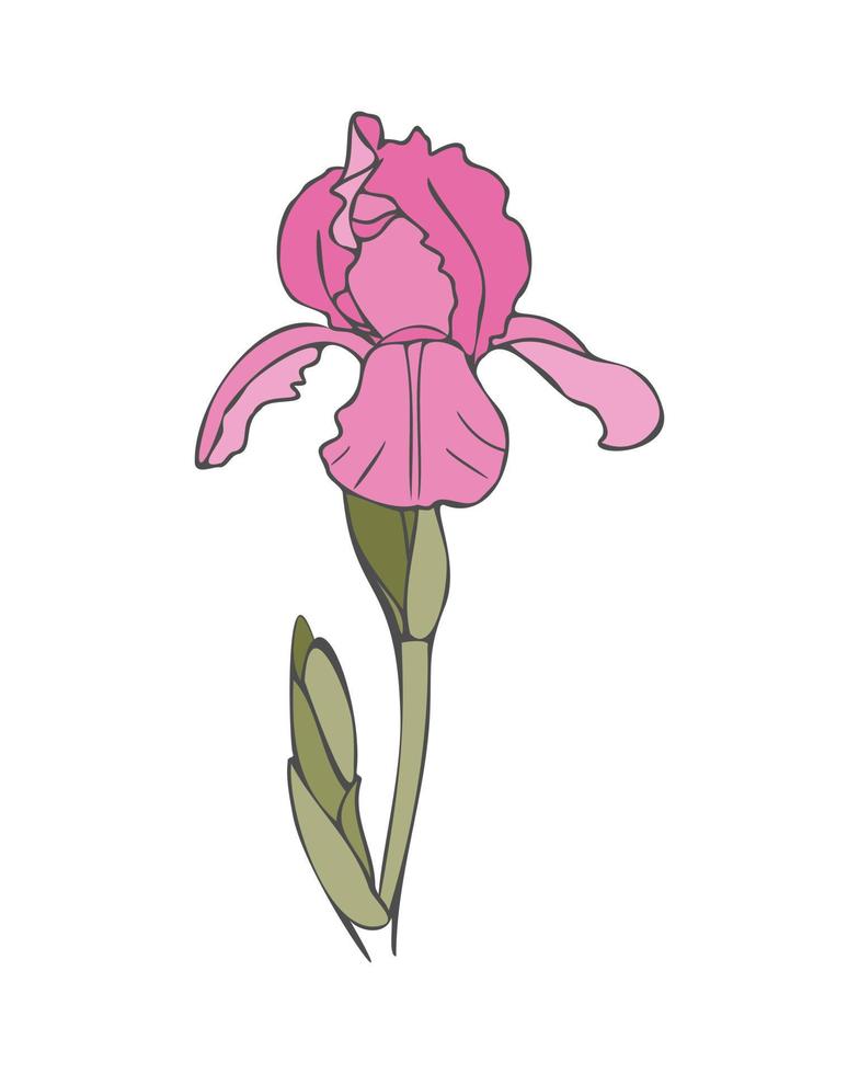 Iris flower contour hand drawn, pink and green colors. Isolated. vector