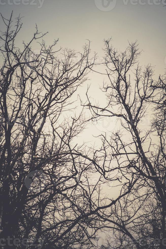 ramas sin hojas de los árboles de invierno del parque retro foto