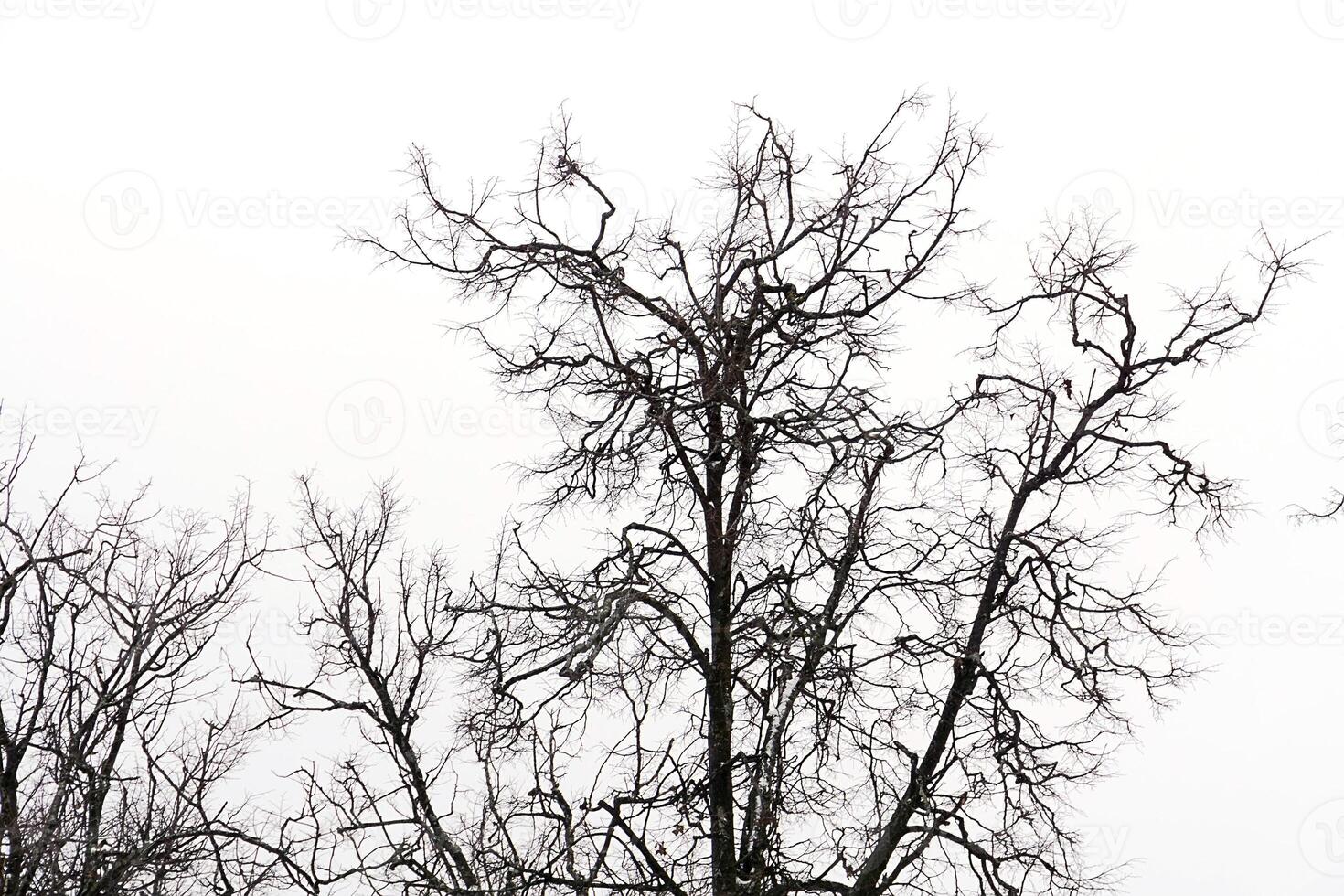 ramas sin hojas de los árboles de invierno del parque foto