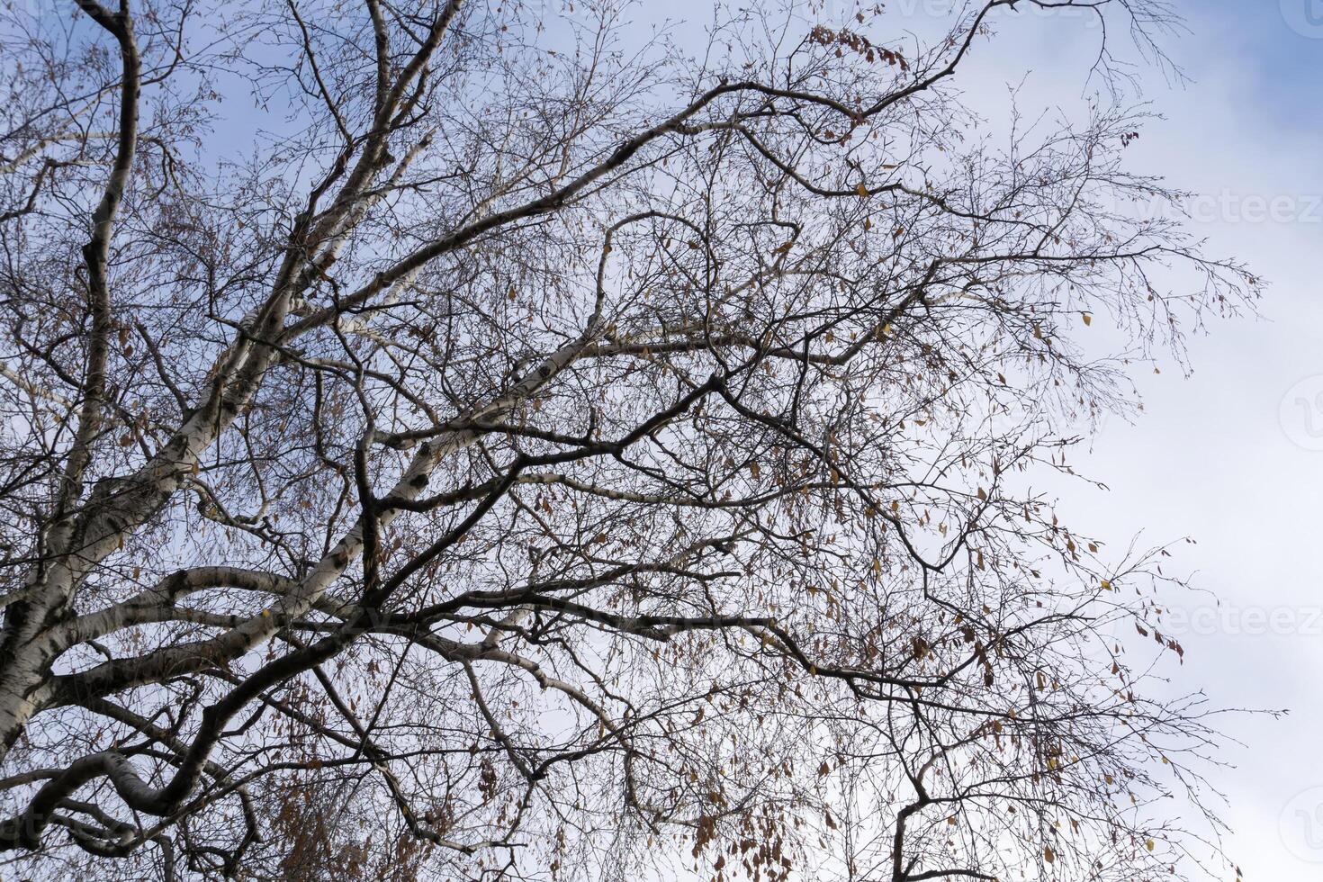 Tree Branches without Leaves 12974293 Stock Photo at Vecteezy