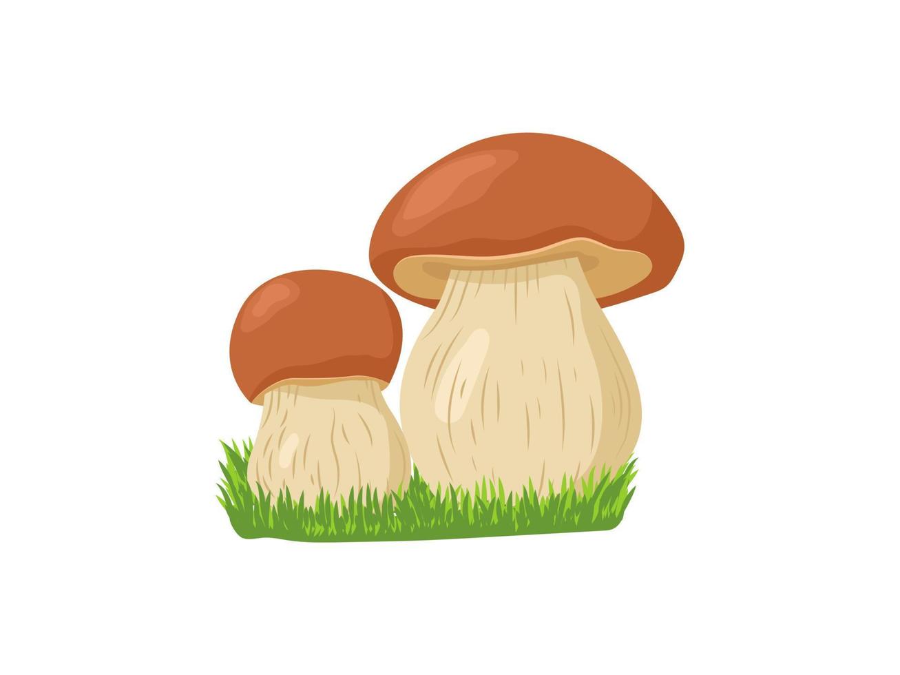 Porcini mushrooms in grass isolated on the white background. Vector illustration