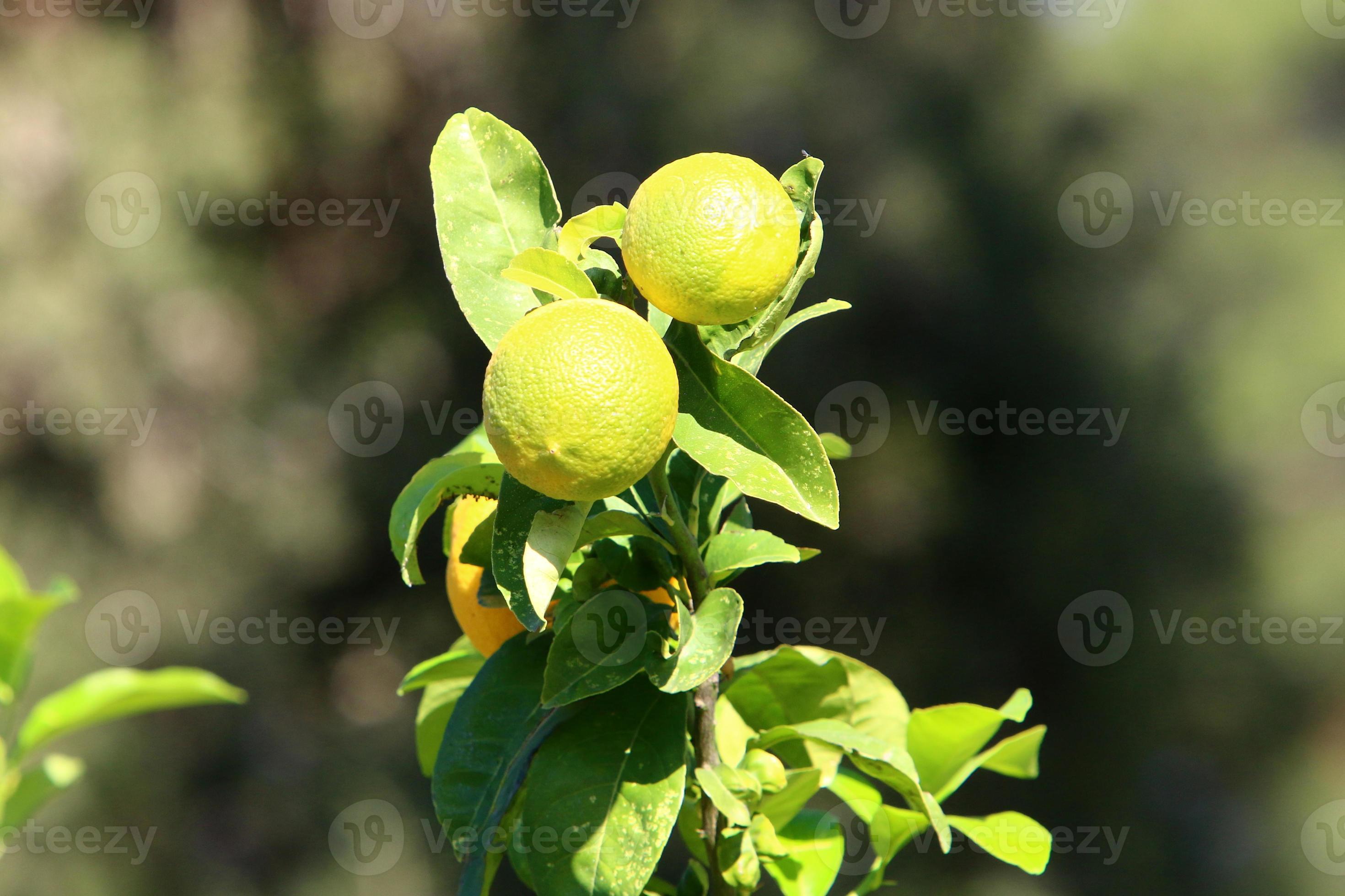 Rich harvest of citrus fruits on trees in a city park in Israel