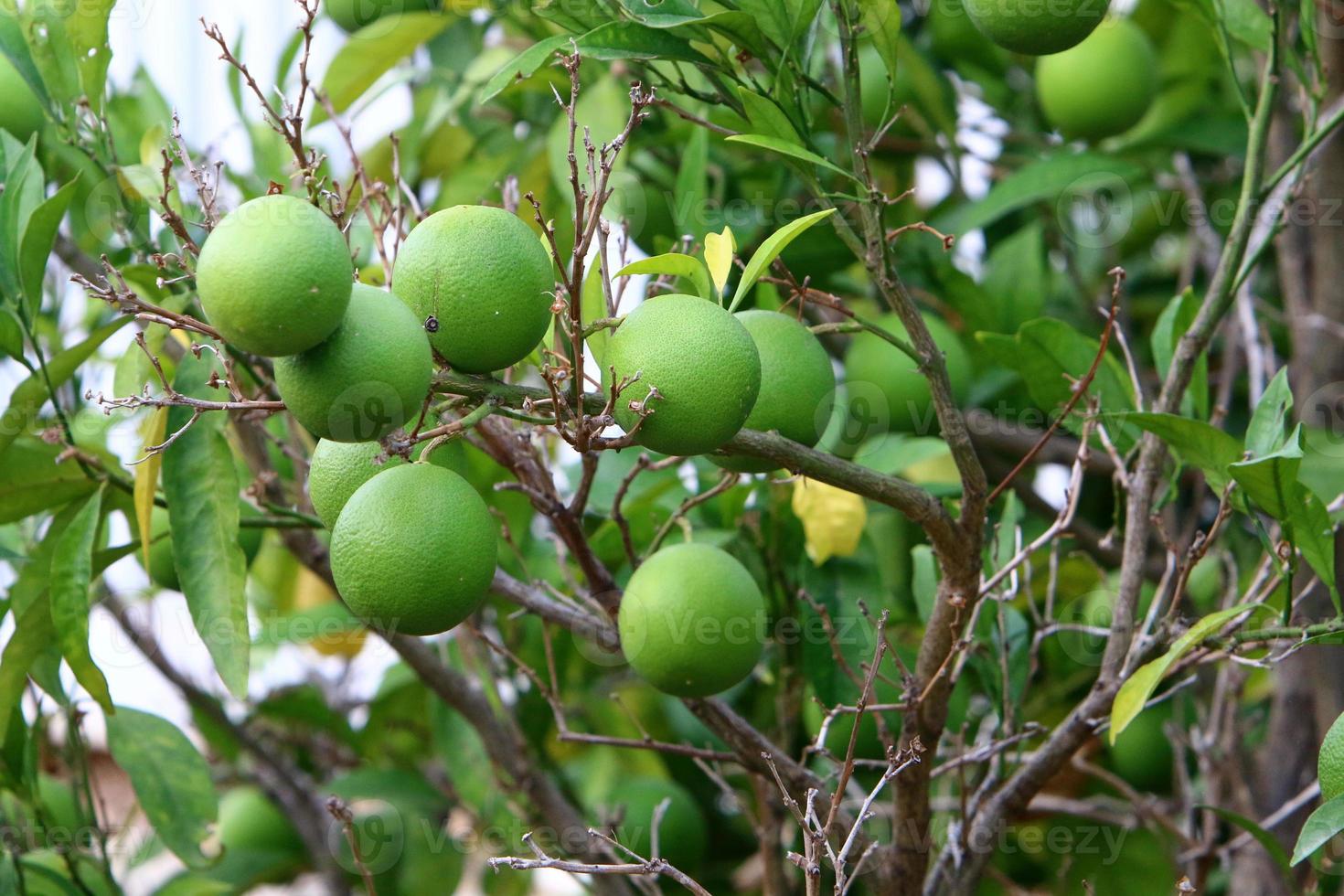 Rich harvest of citrus fruits on trees in a city park in Israel. photo