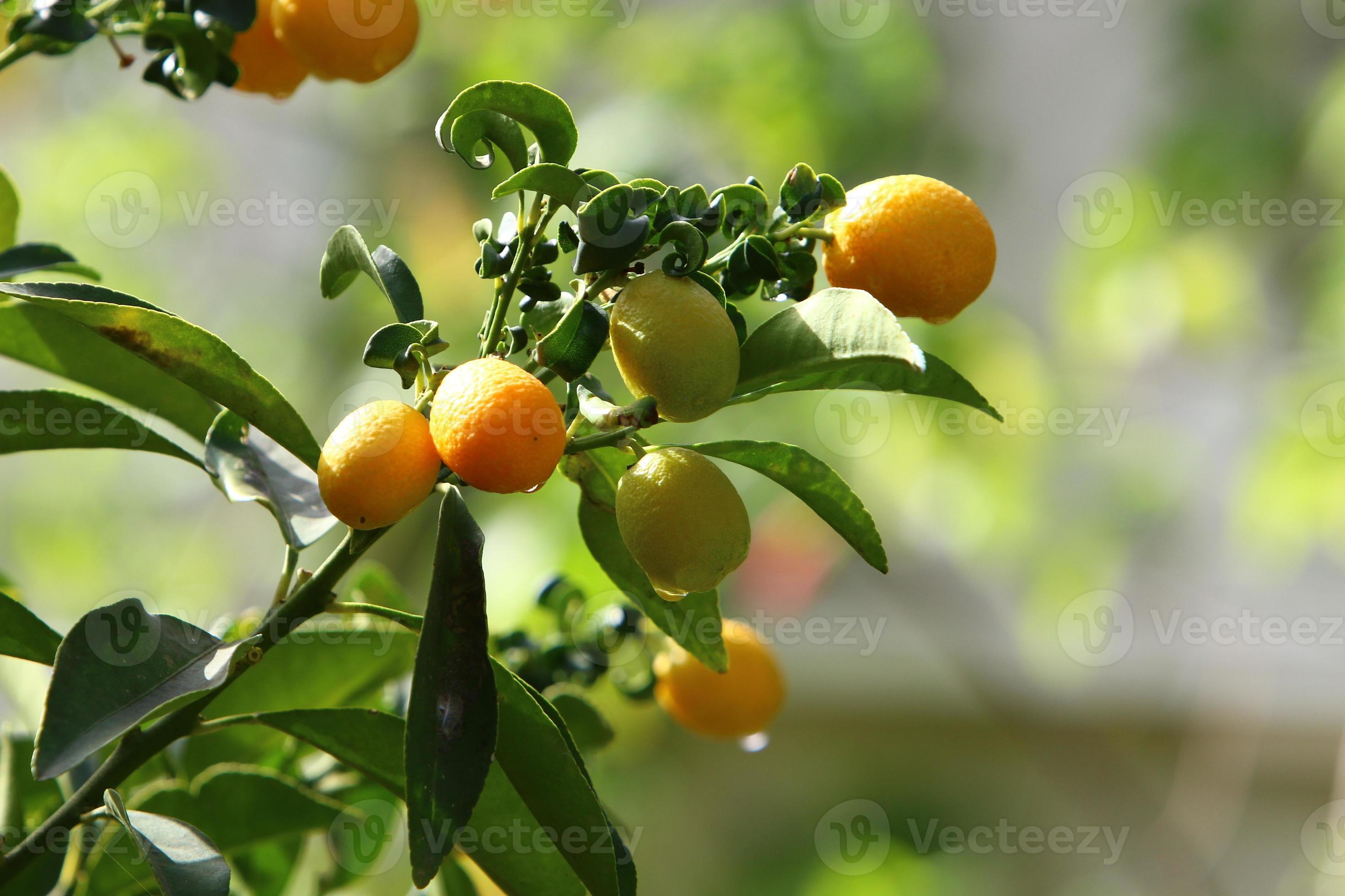 Rich harvest of citrus fruits on trees in a city park in Israel. 12974454 Stock Photo at Vecteezy