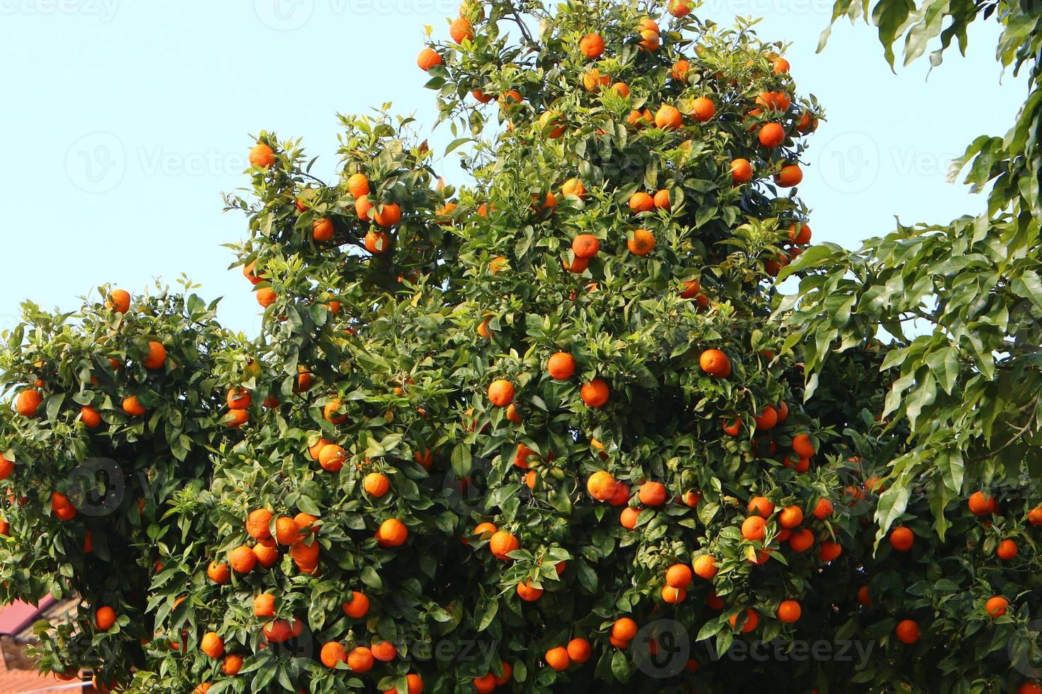 Rich harvest of citrus fruits on trees in a city park in Israel