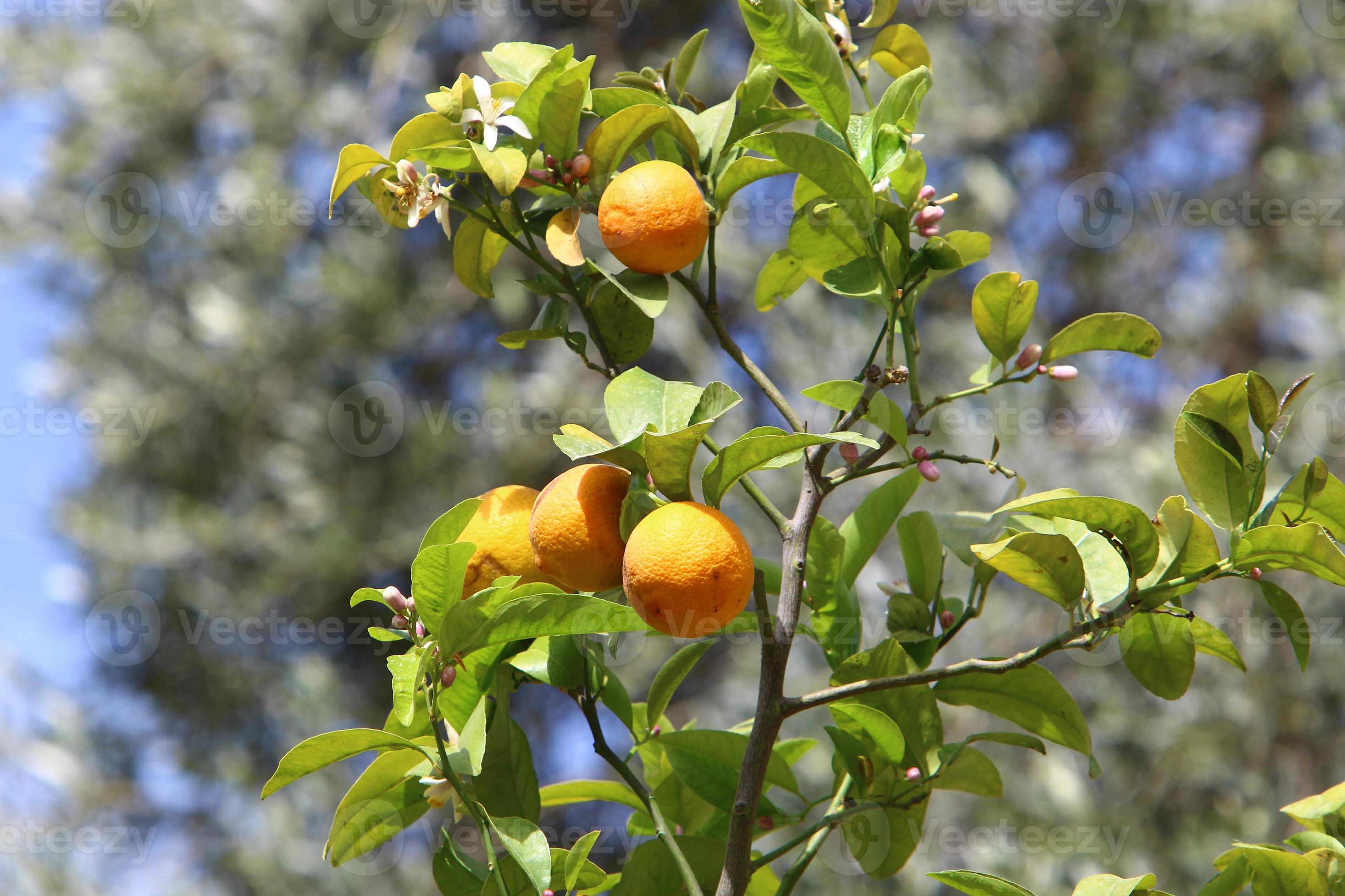 Rich harvest of citrus fruits on trees in a city park in Israel