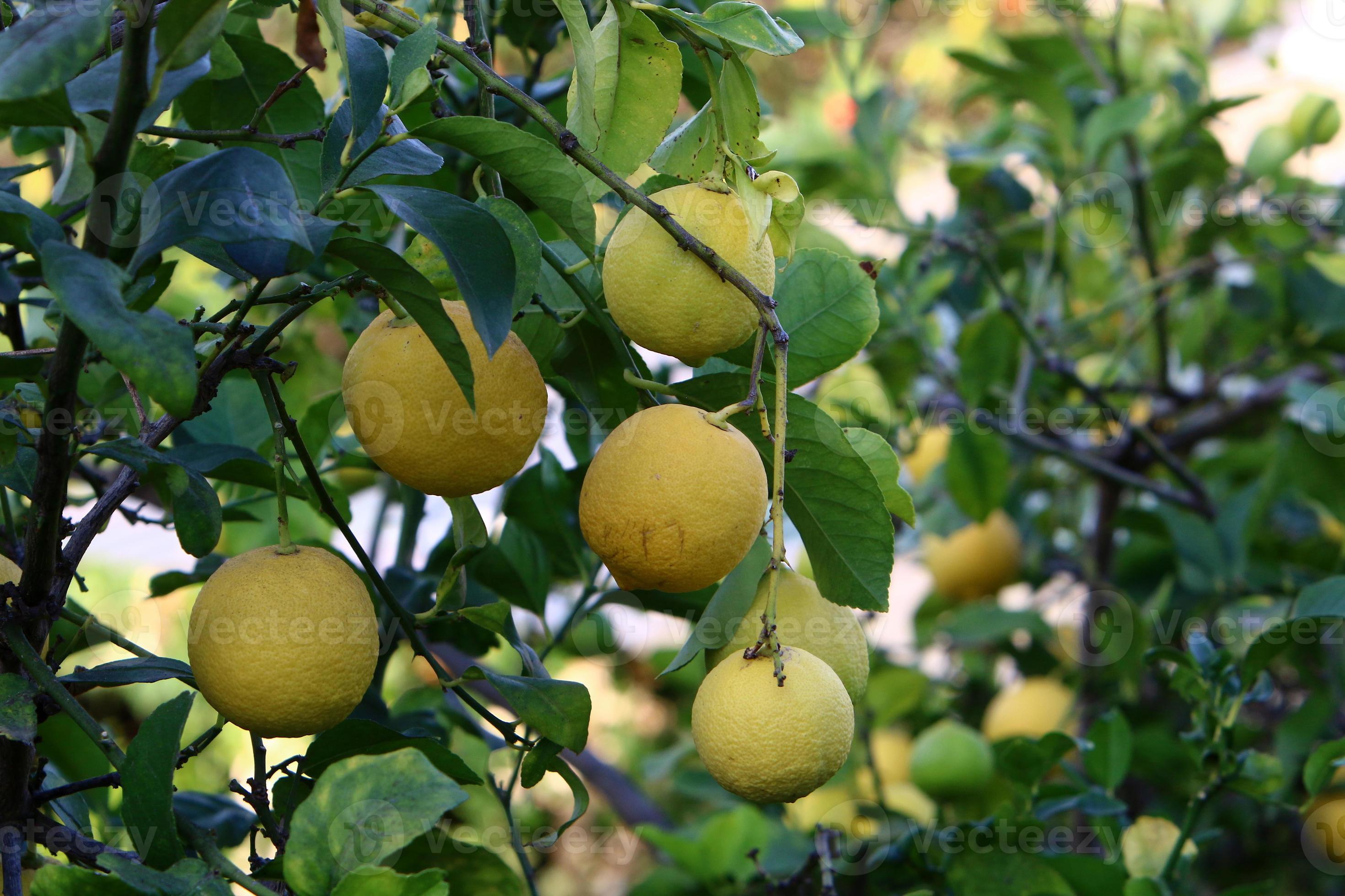 Rich harvest of citrus fruits on trees in a city park in Israel. 12974484 Stock Photo at Vecteezy