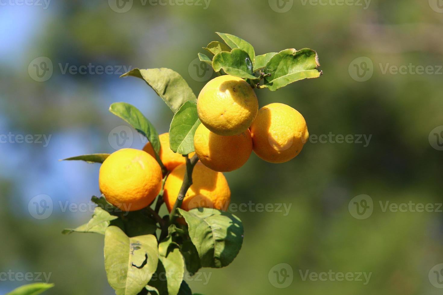 Rich harvest of citrus fruits on trees in a city park in Israel. photo