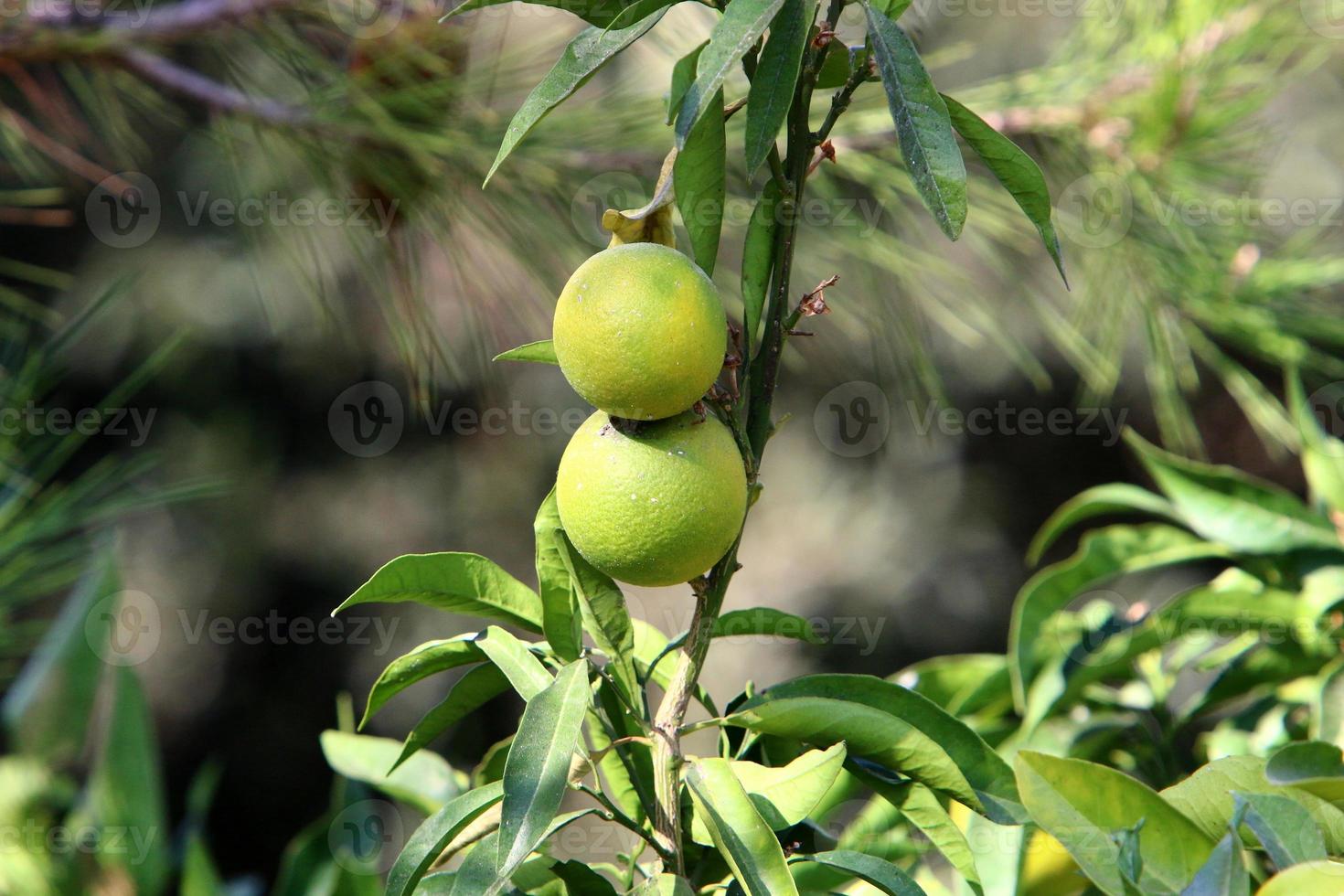 Rich harvest of citrus fruits on trees in a city park in Israel