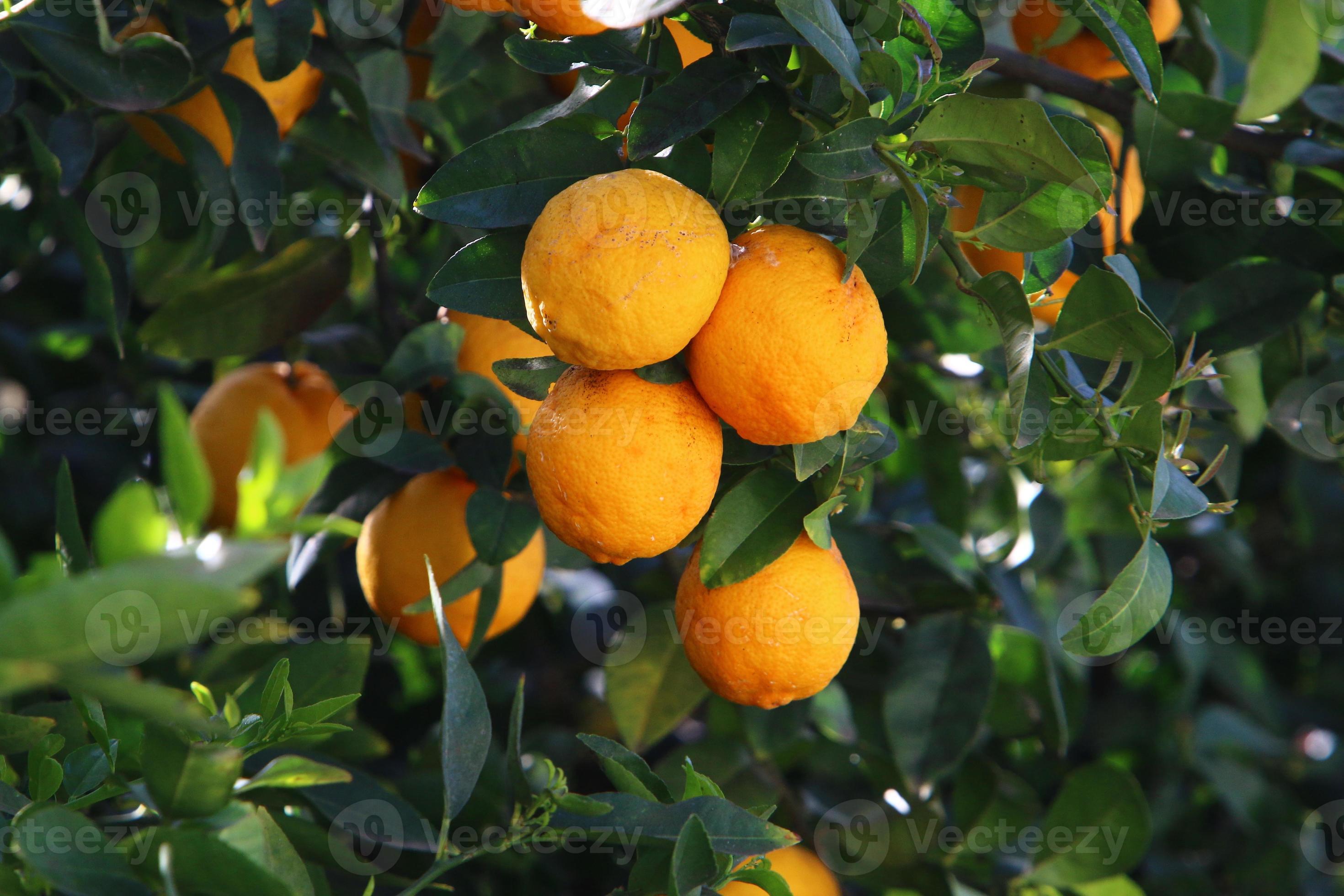 Rich harvest of citrus fruits on trees in a city park in Israel