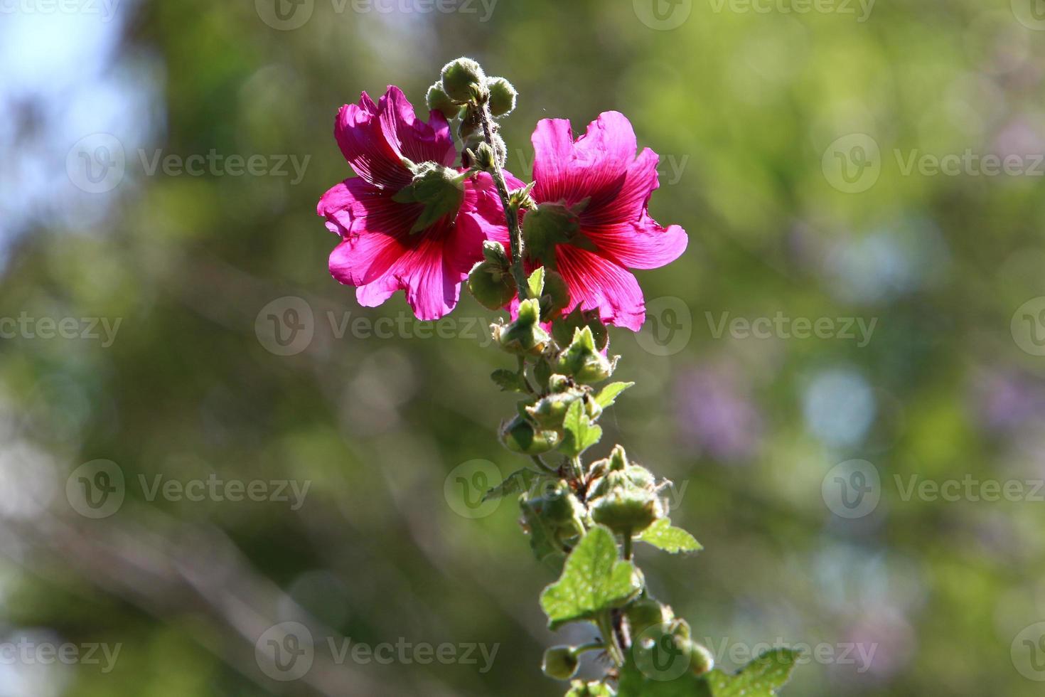 Bright mallow flowers in a city park in Israel. photo