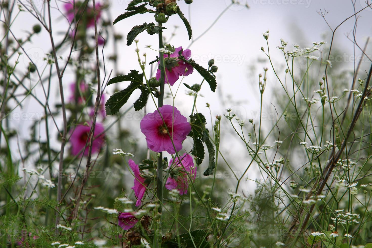 Bright mallow flowers in a city park in Israel. photo