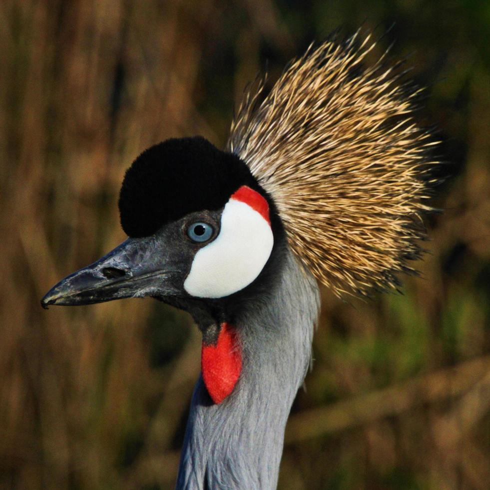 A view of a Crowned Crane photo