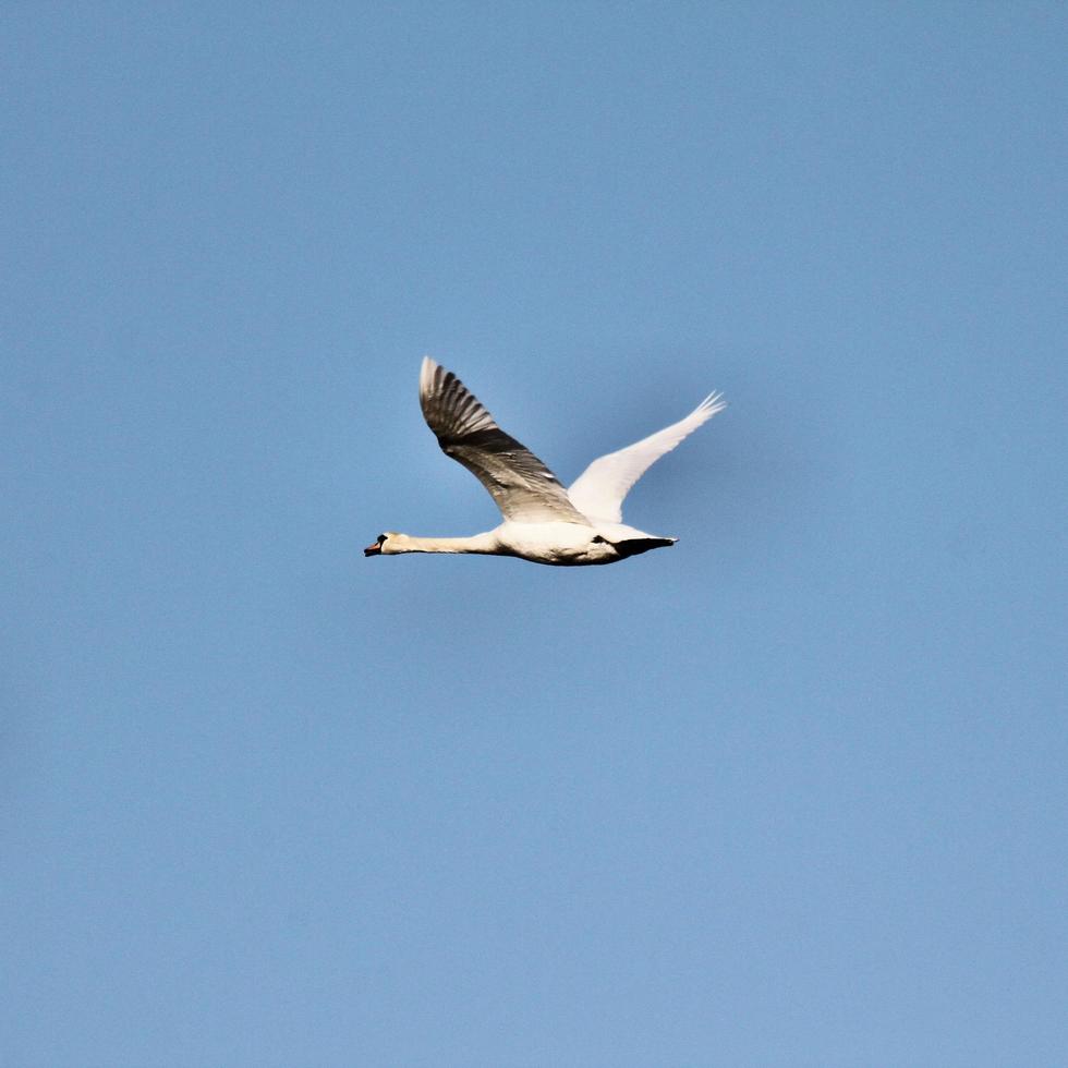 A view of a Mute Swan photo