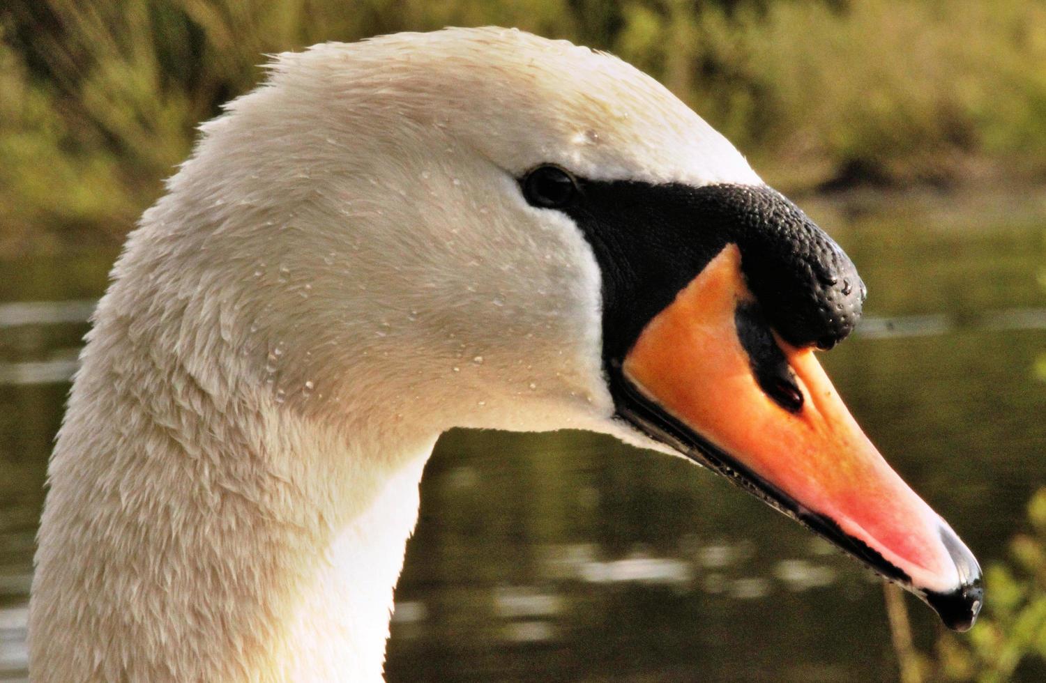 una vista de un cisne mudo foto