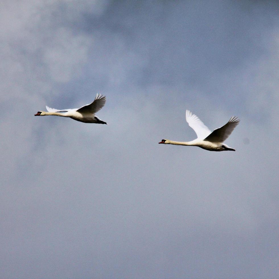 A view of a Mute Swan photo