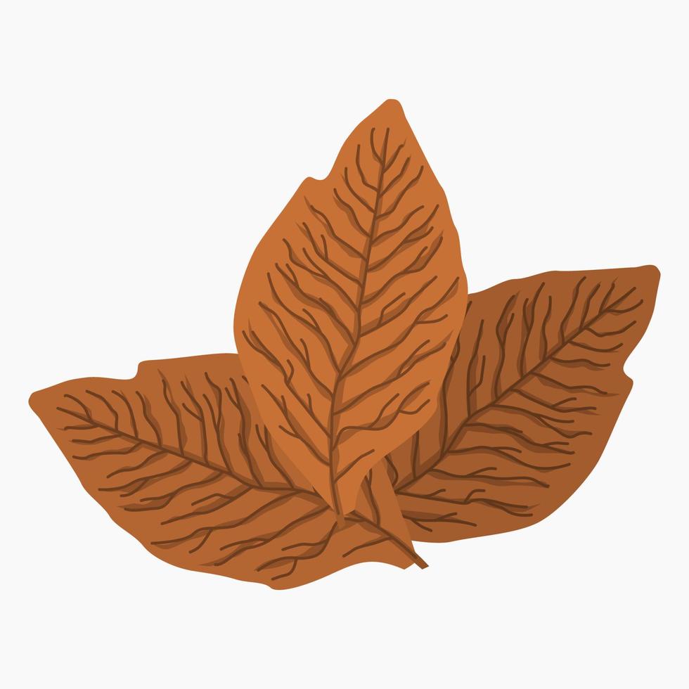ilustración de vector de hojas de tabaco secas editables para elemento de arte de agricultura o diseño relacionado con fumar