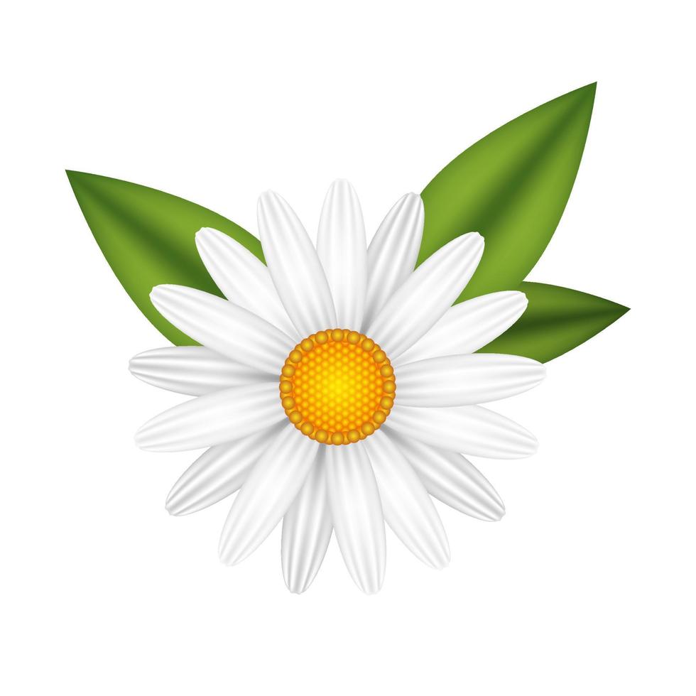 Chamomile flower realistic vector illustration isolated. White daisy blooming plant.