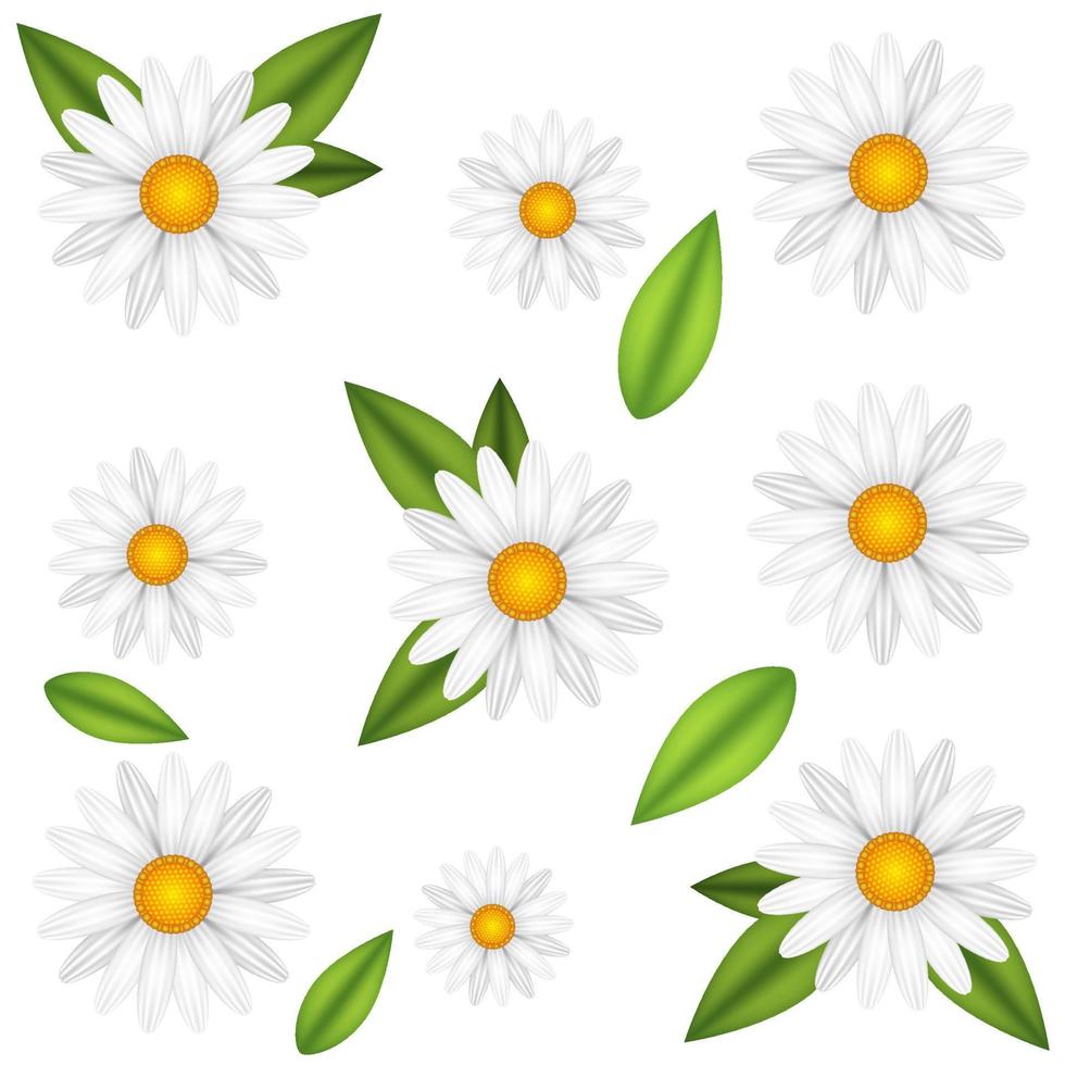 Chamomile flower realistic vector illustration. Pattern white daisy blooming plants with green leaves.