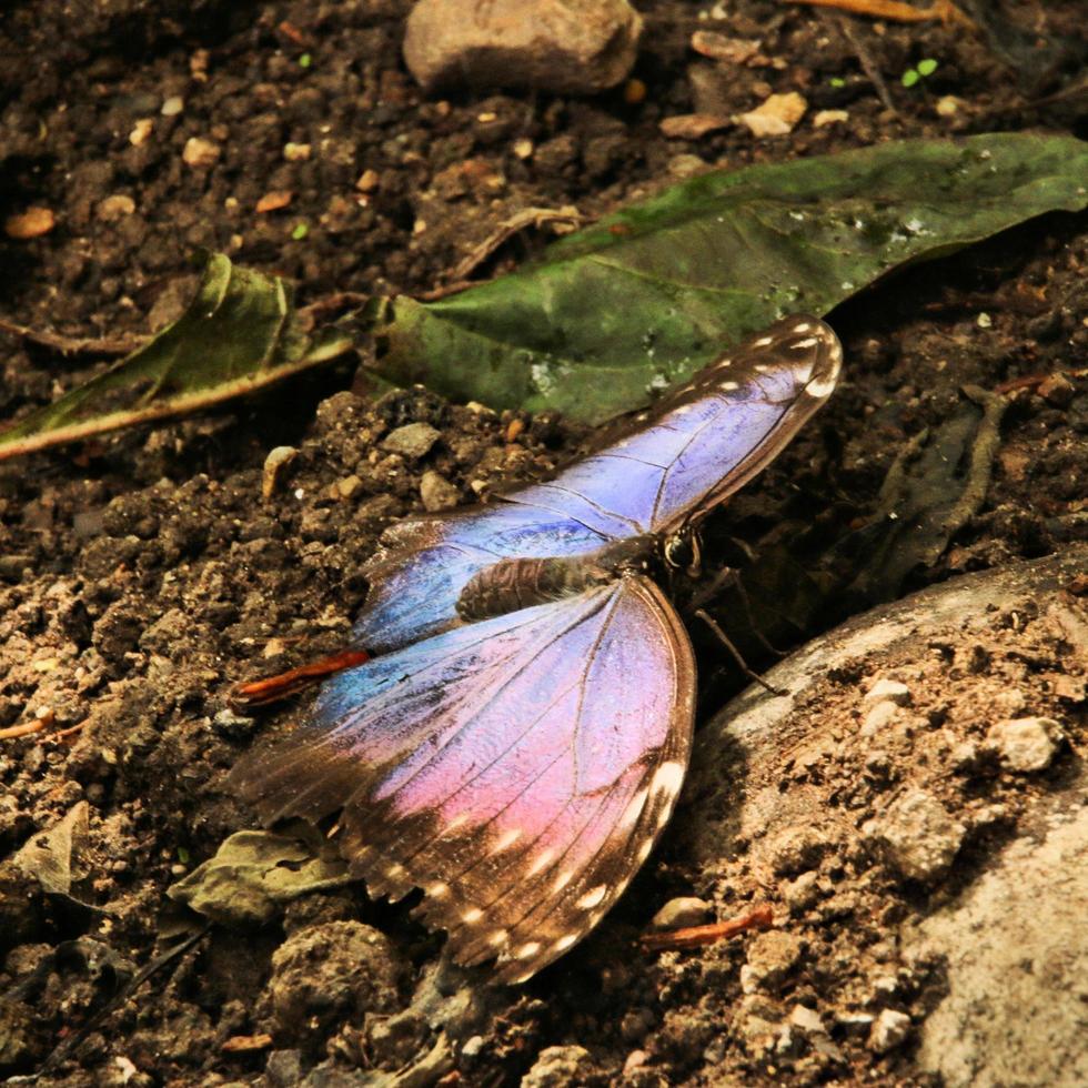 una vista de una mariposa foto