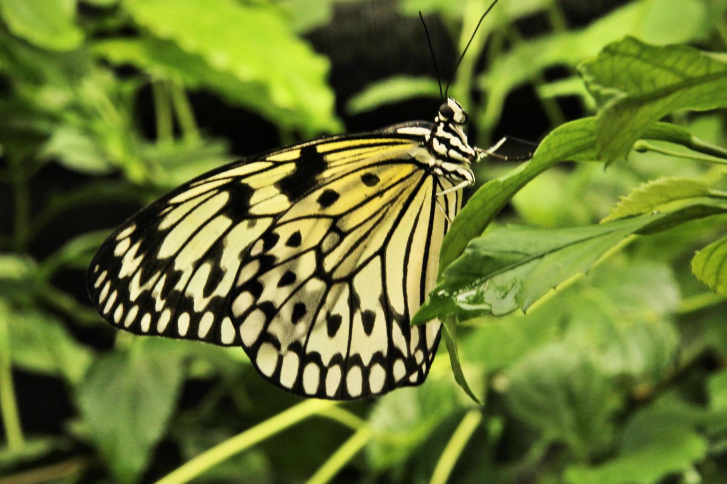 A view of a Butterfly photo