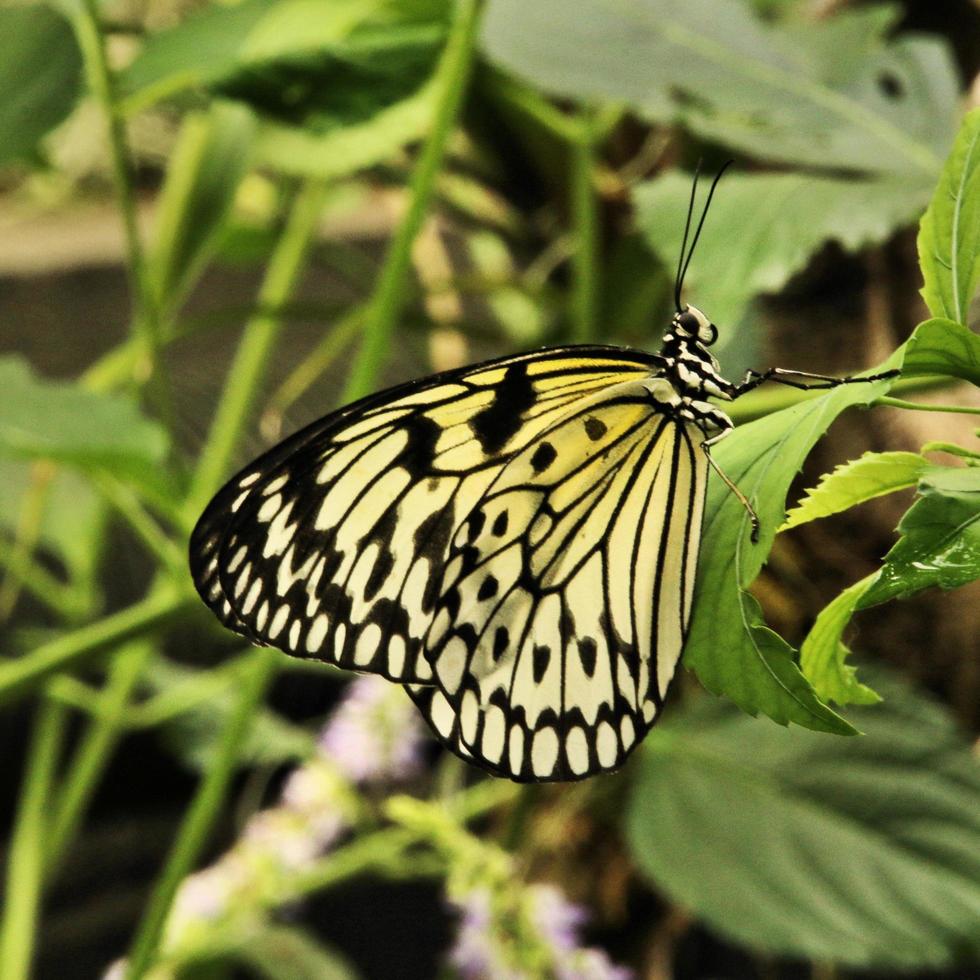 una vista de una mariposa foto