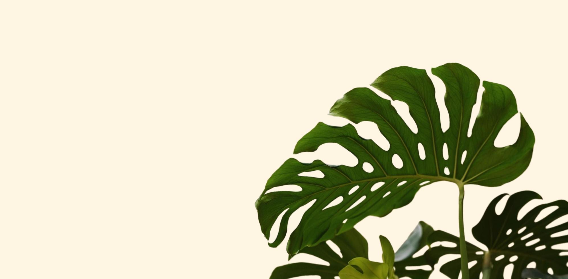 leaf flower background photo