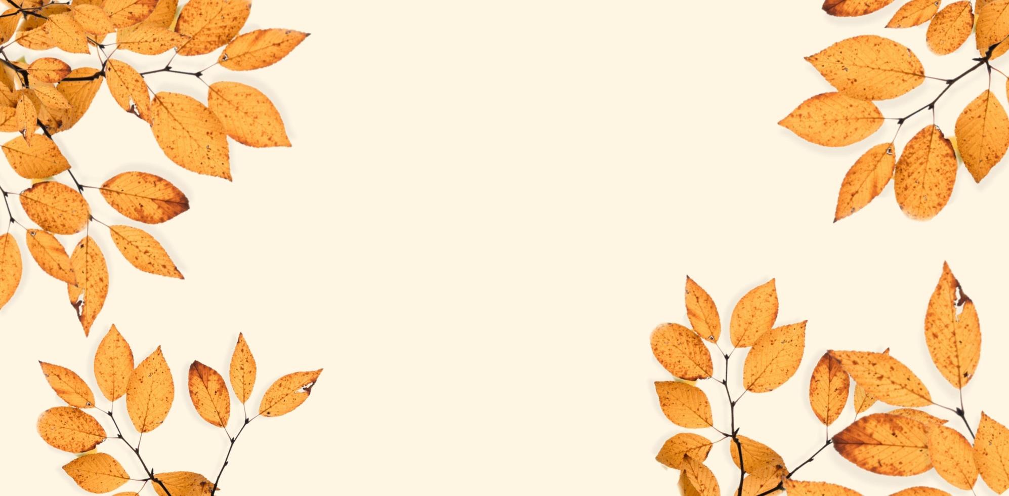 leaf flower background photo