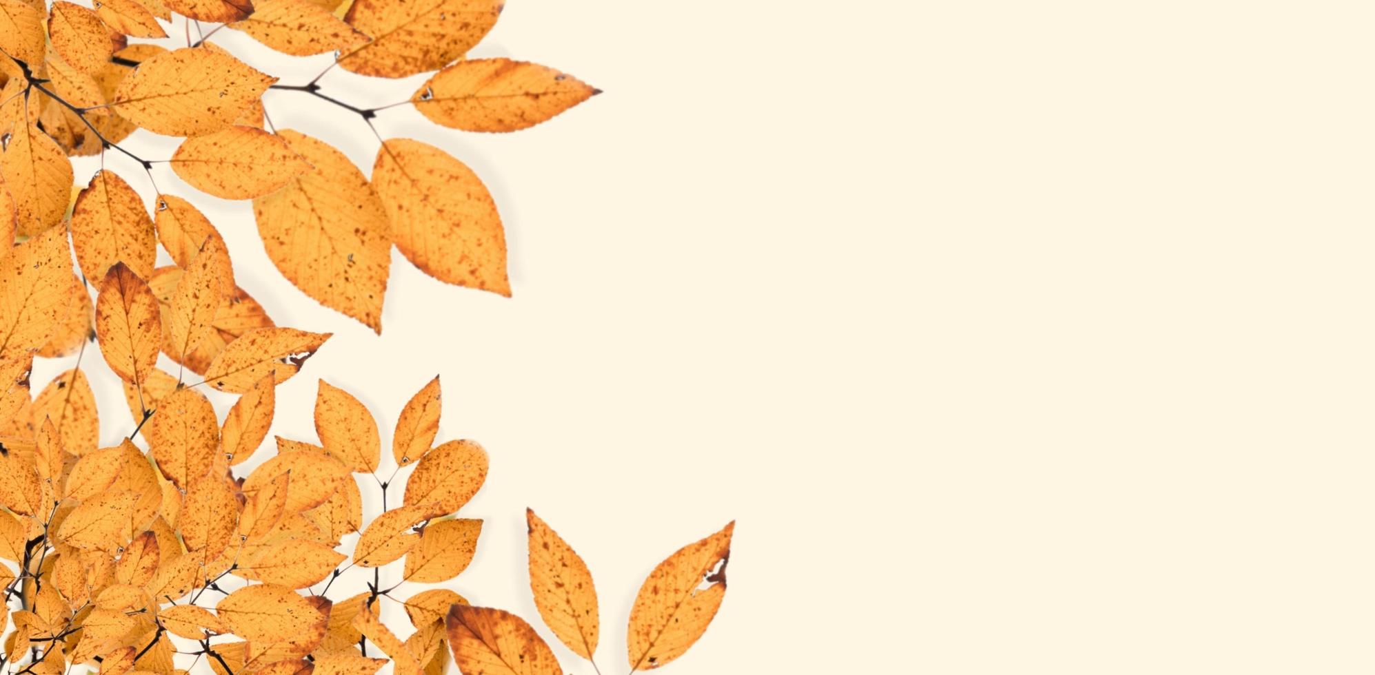 leaf flower background photo
