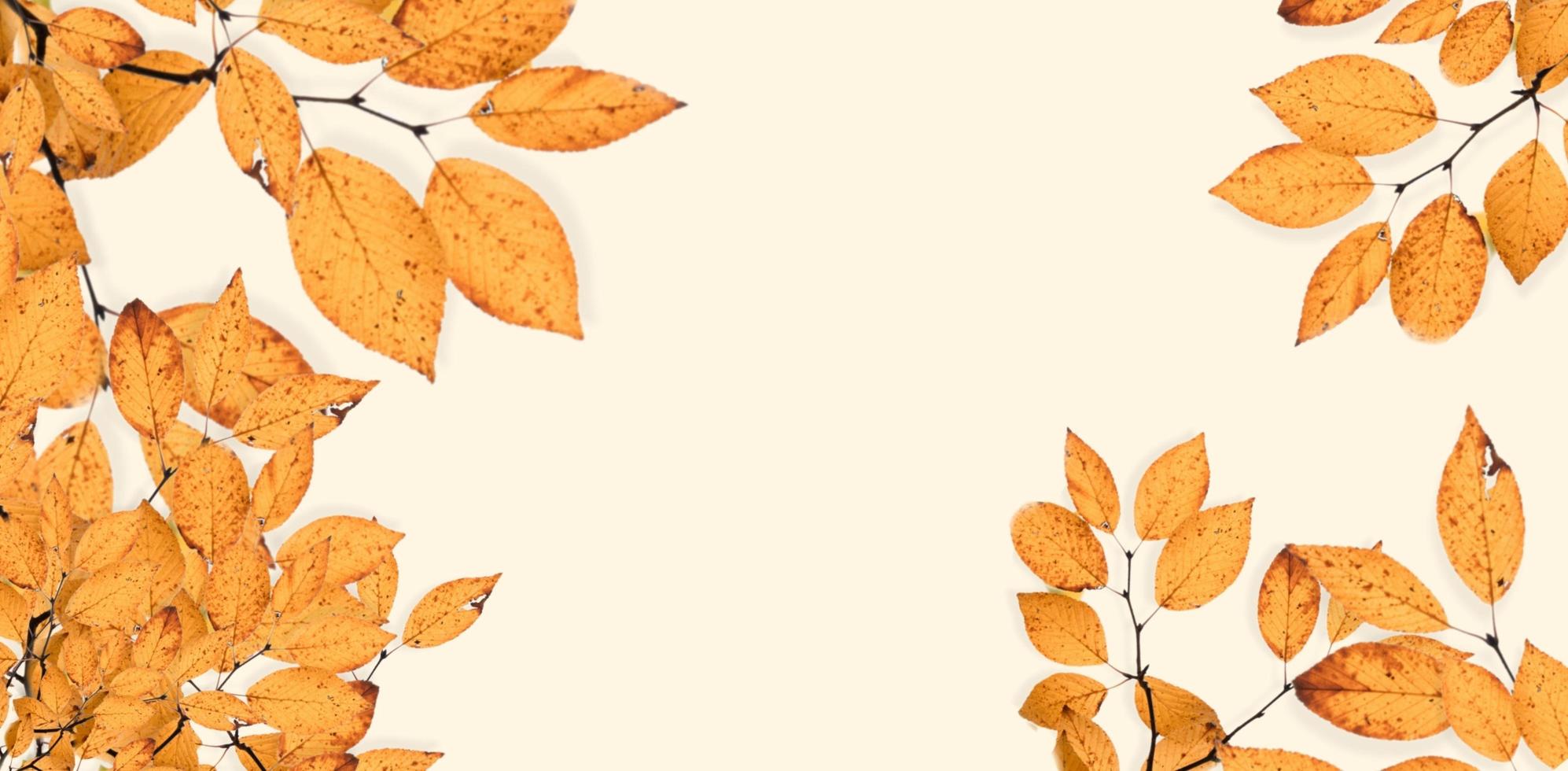 leaf flower background photo