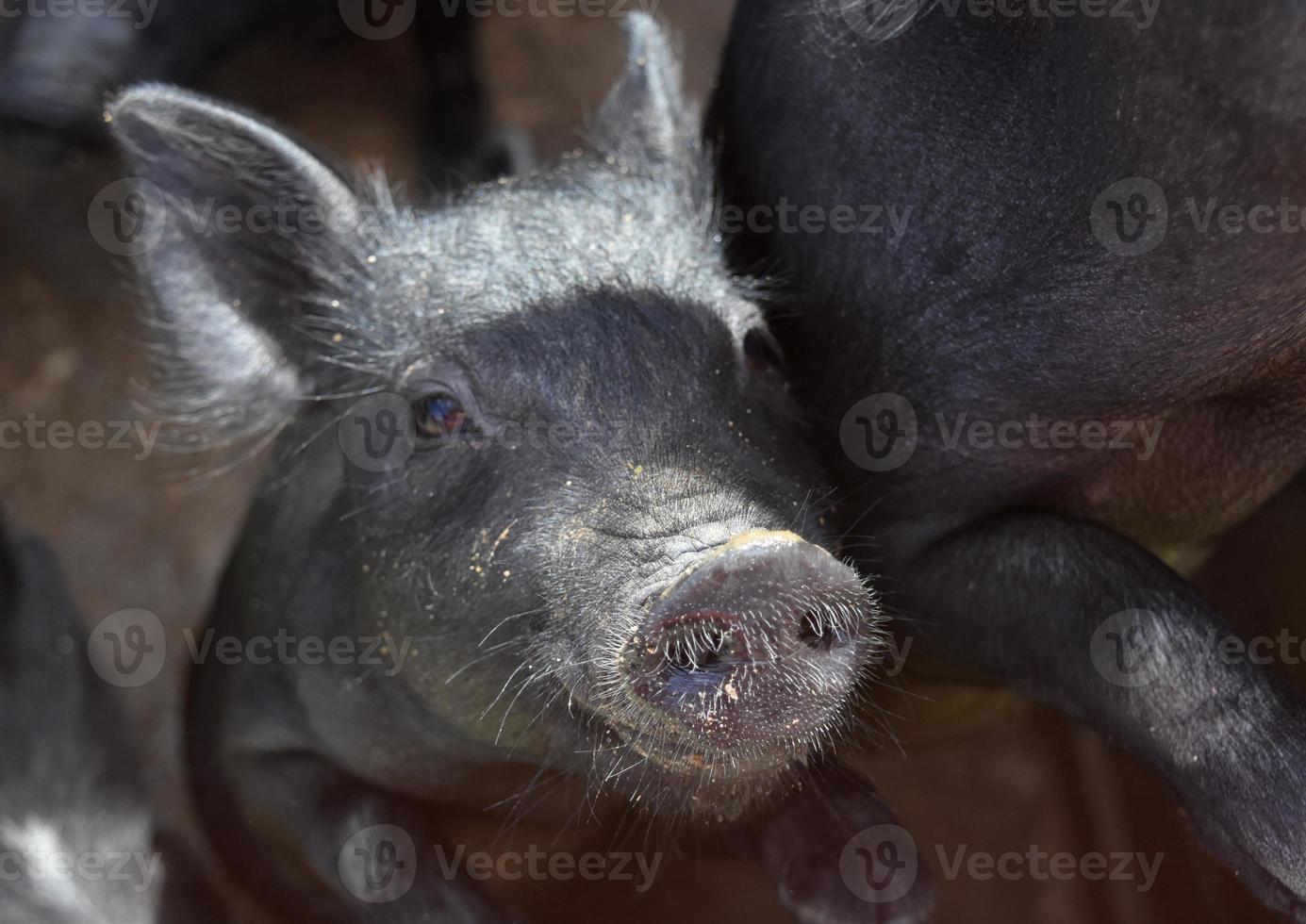 Adorable Black Piglet with Dirt on His Snout photo