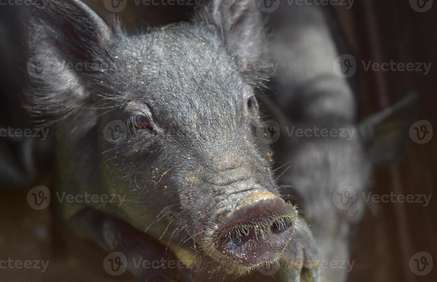 Very Cute Face of a Young Back Piglet photo