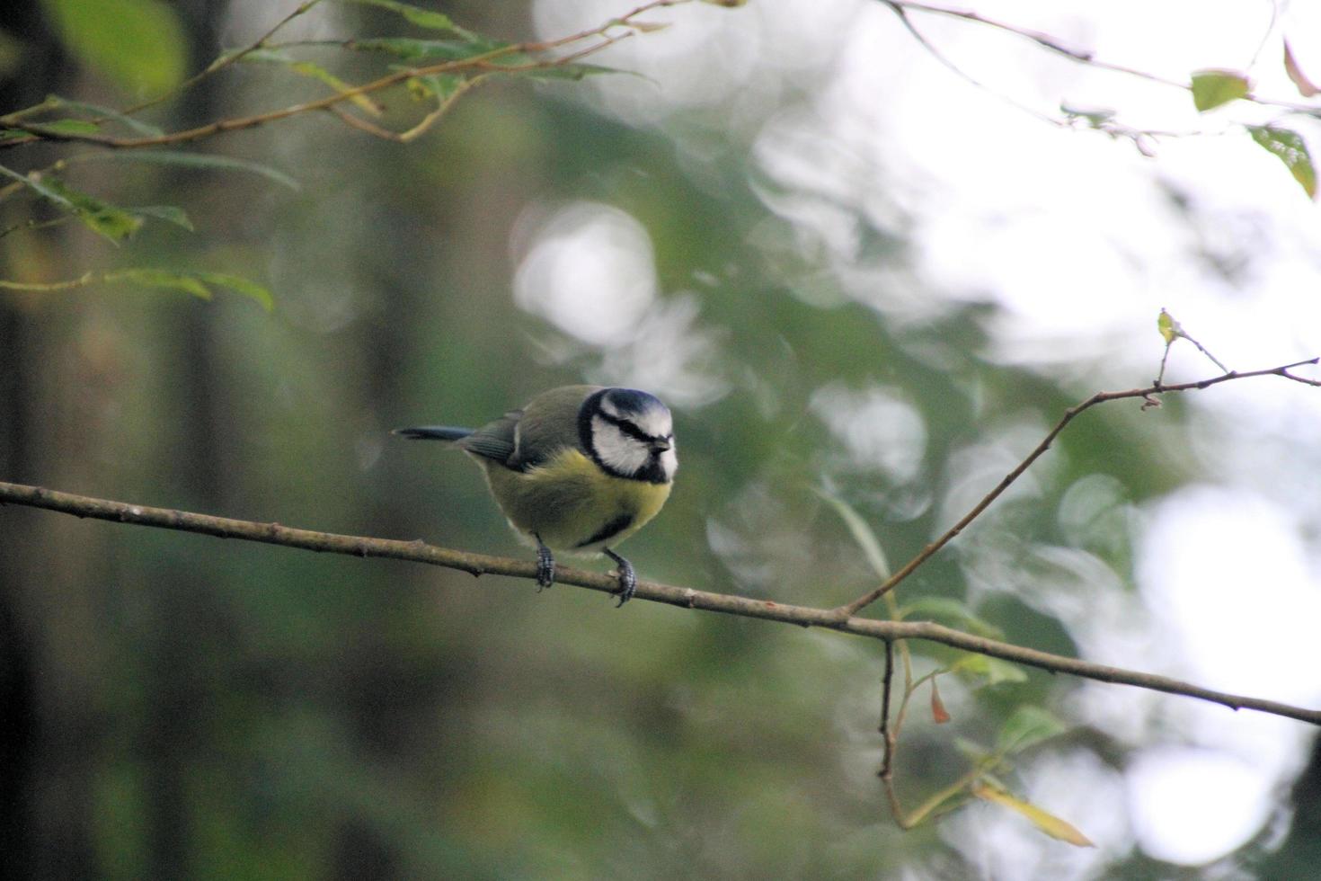 A view of a Bird at WWT Washington photo