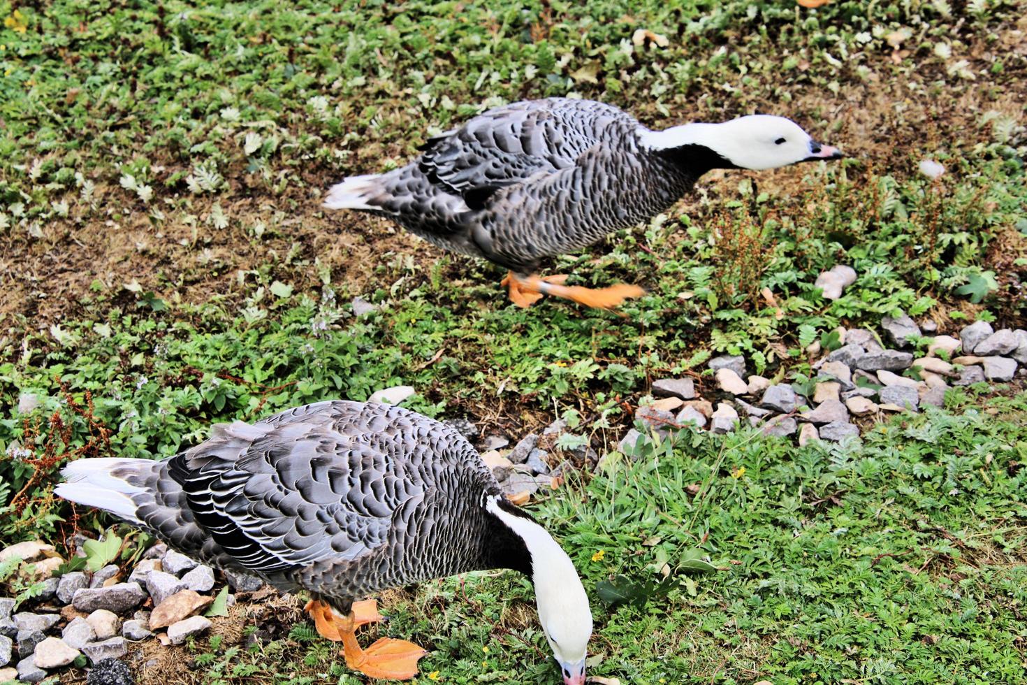 A view of an Emporer Goose photo