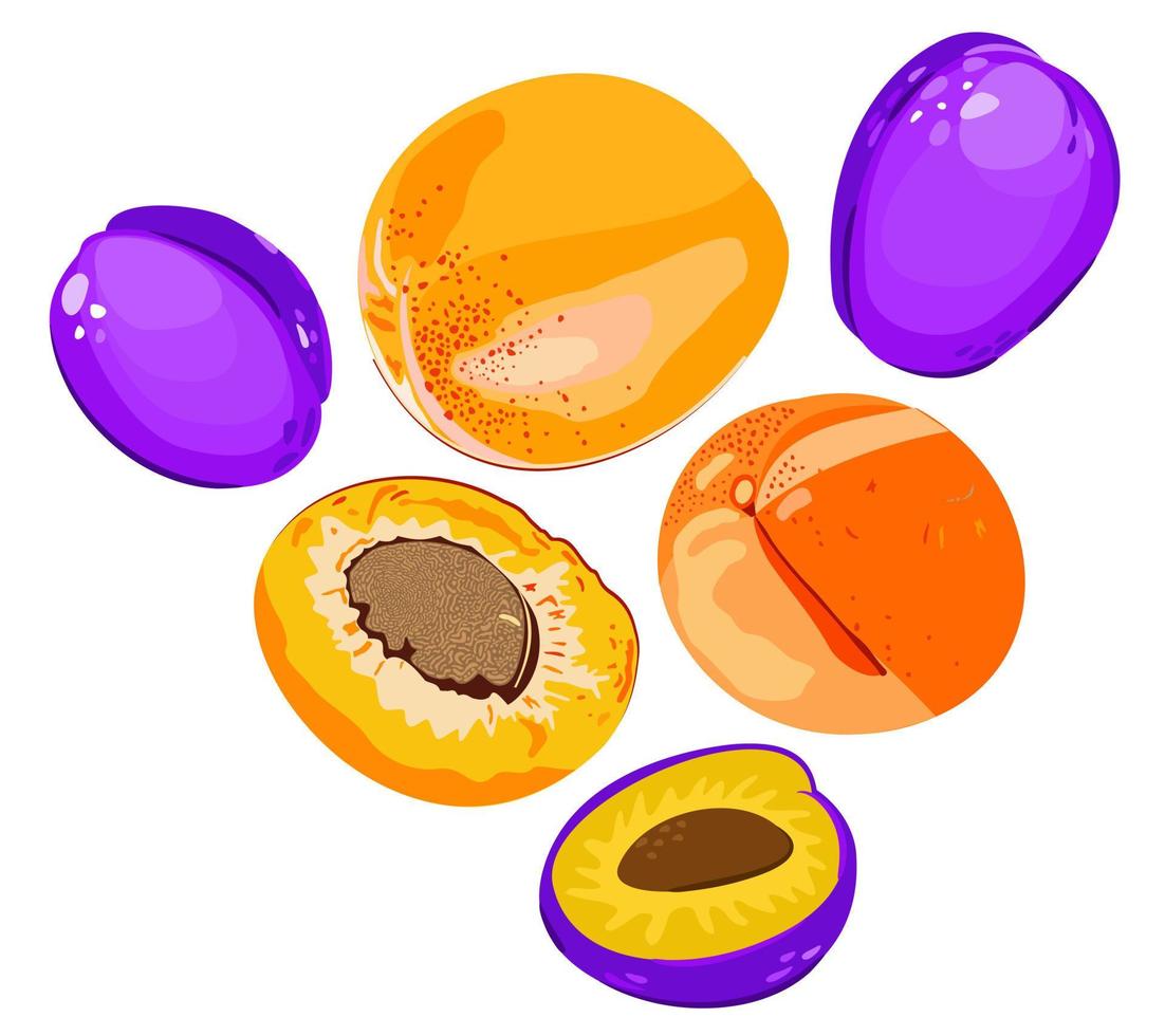Vector isolated illustration of whole apricots and plums and halves.